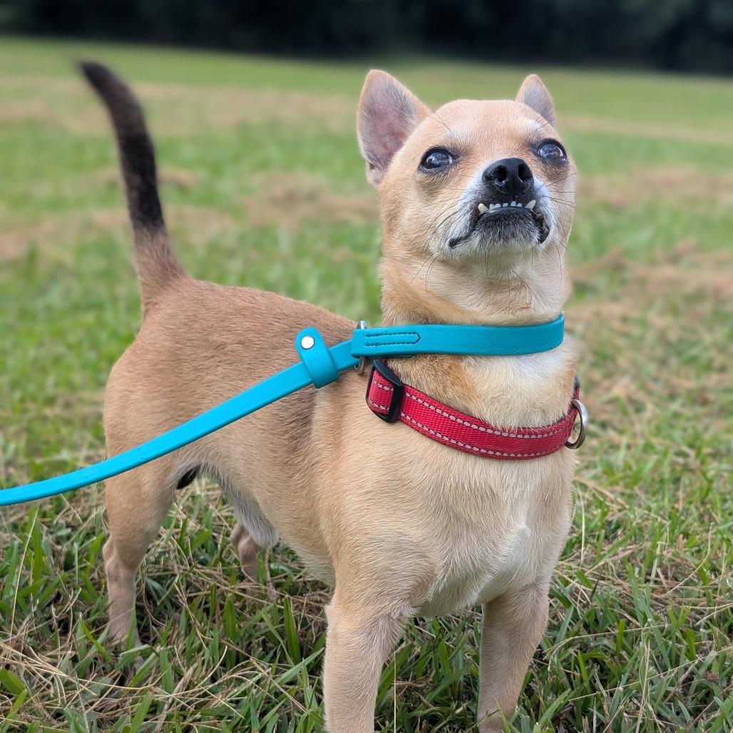 Rico 08-2824, Adoptable, Adult Male Chihuahua & Mixed Breed.