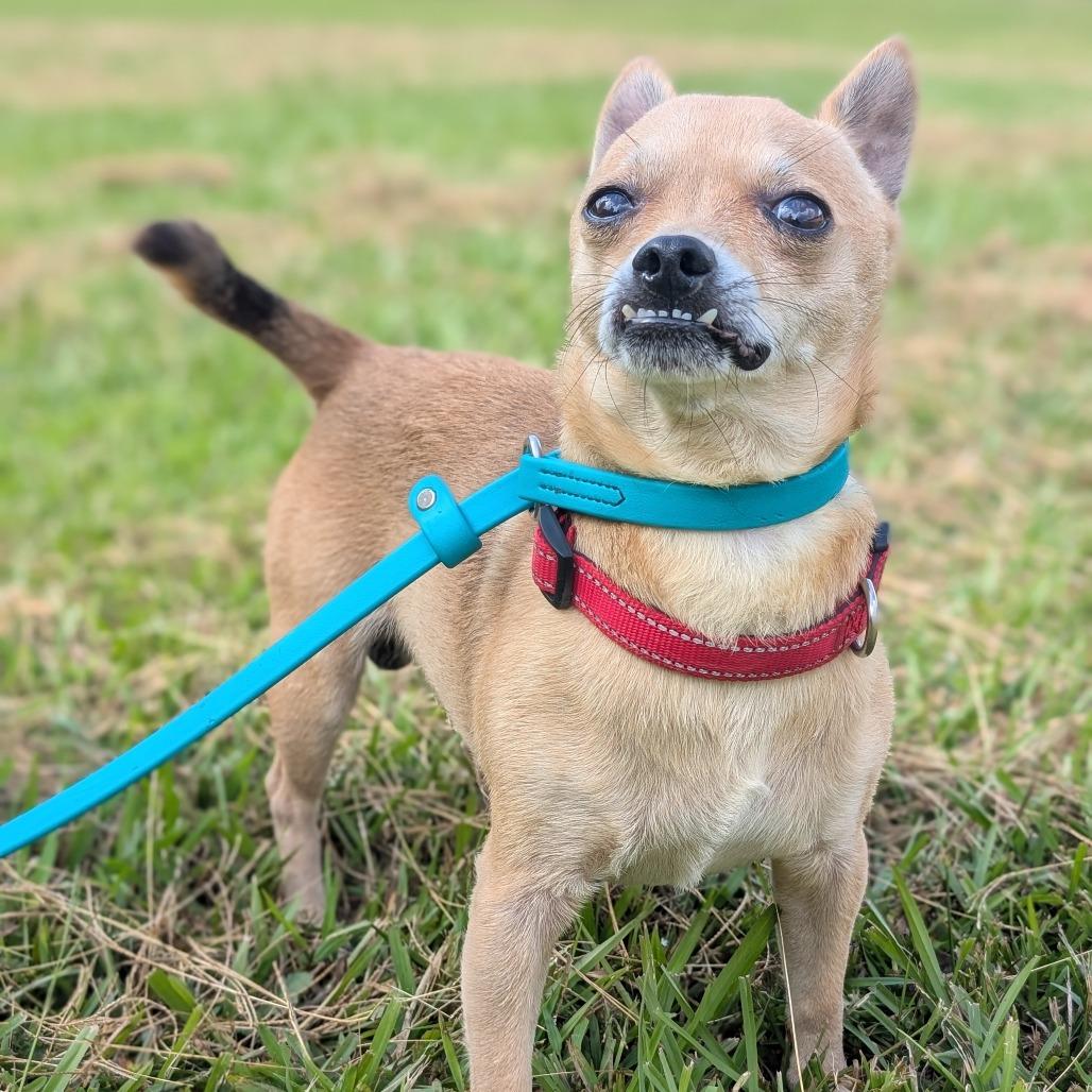 Rico 08-2824, Adoptable, Adult Male Chihuahua & Mixed Breed.