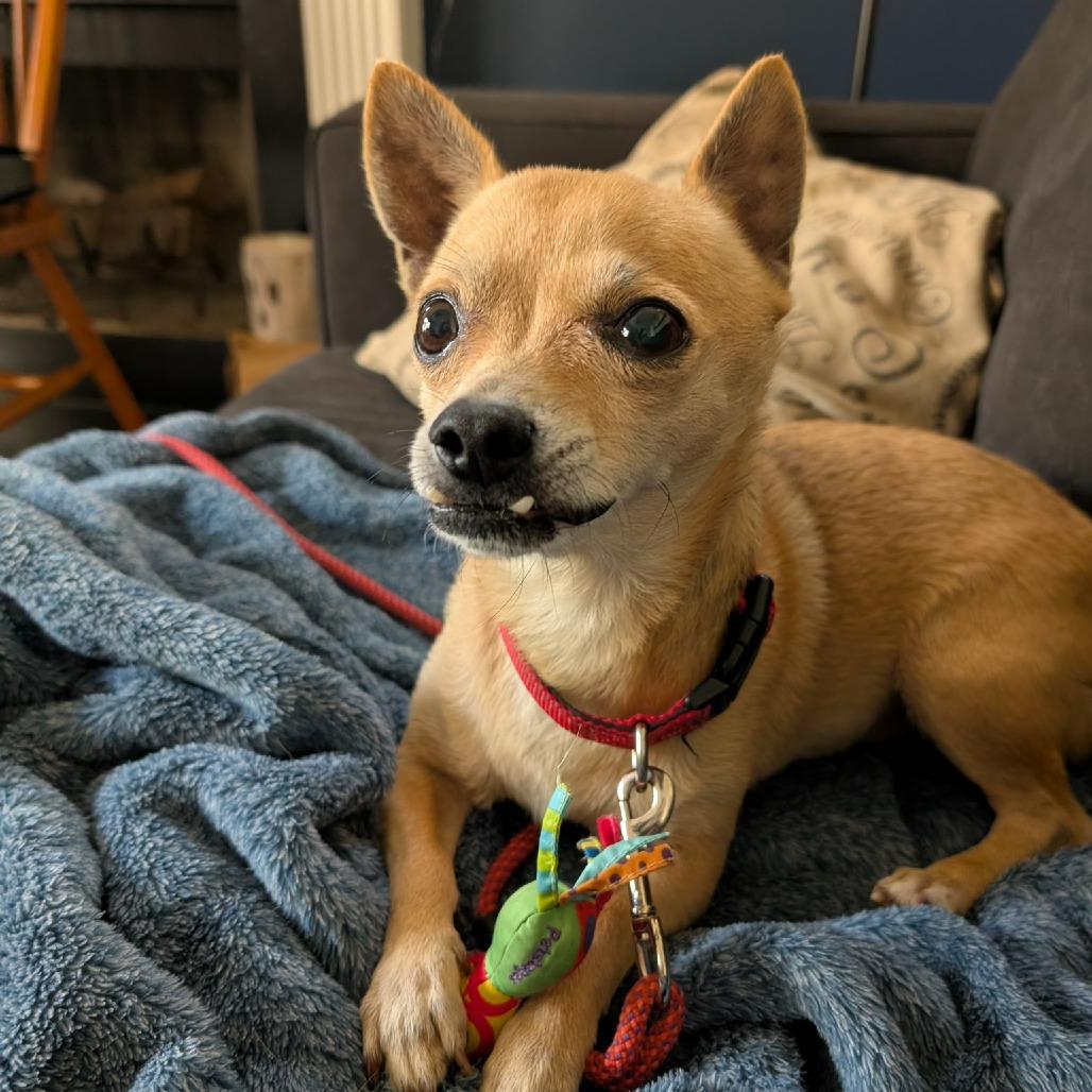 Rico 08-2824, a Adoptable mixed breed in Tyrone, GA image 2/6