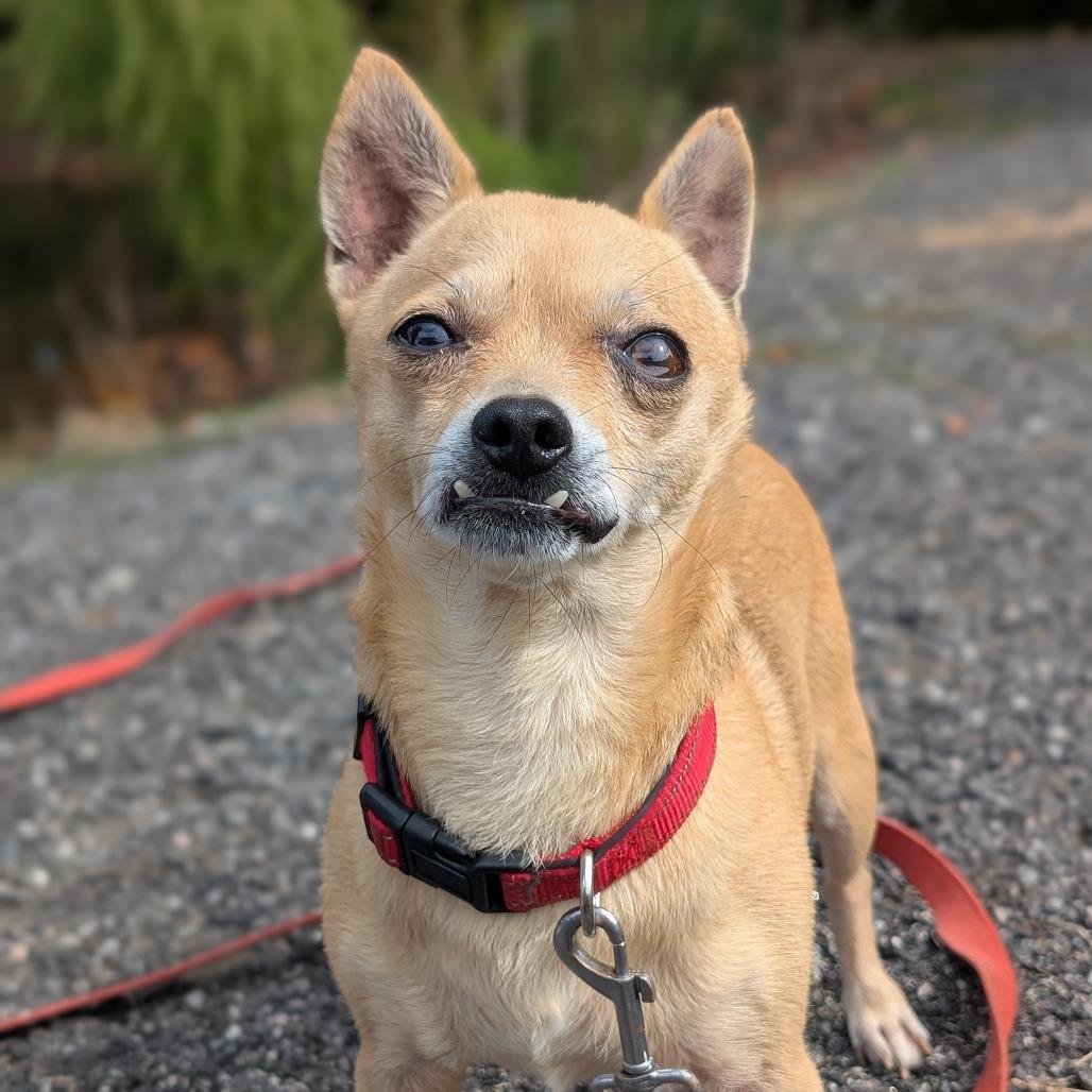 Enlarge Rico 08-2824, a Adoptable mixed breed in Tyrone, GA image 4/6