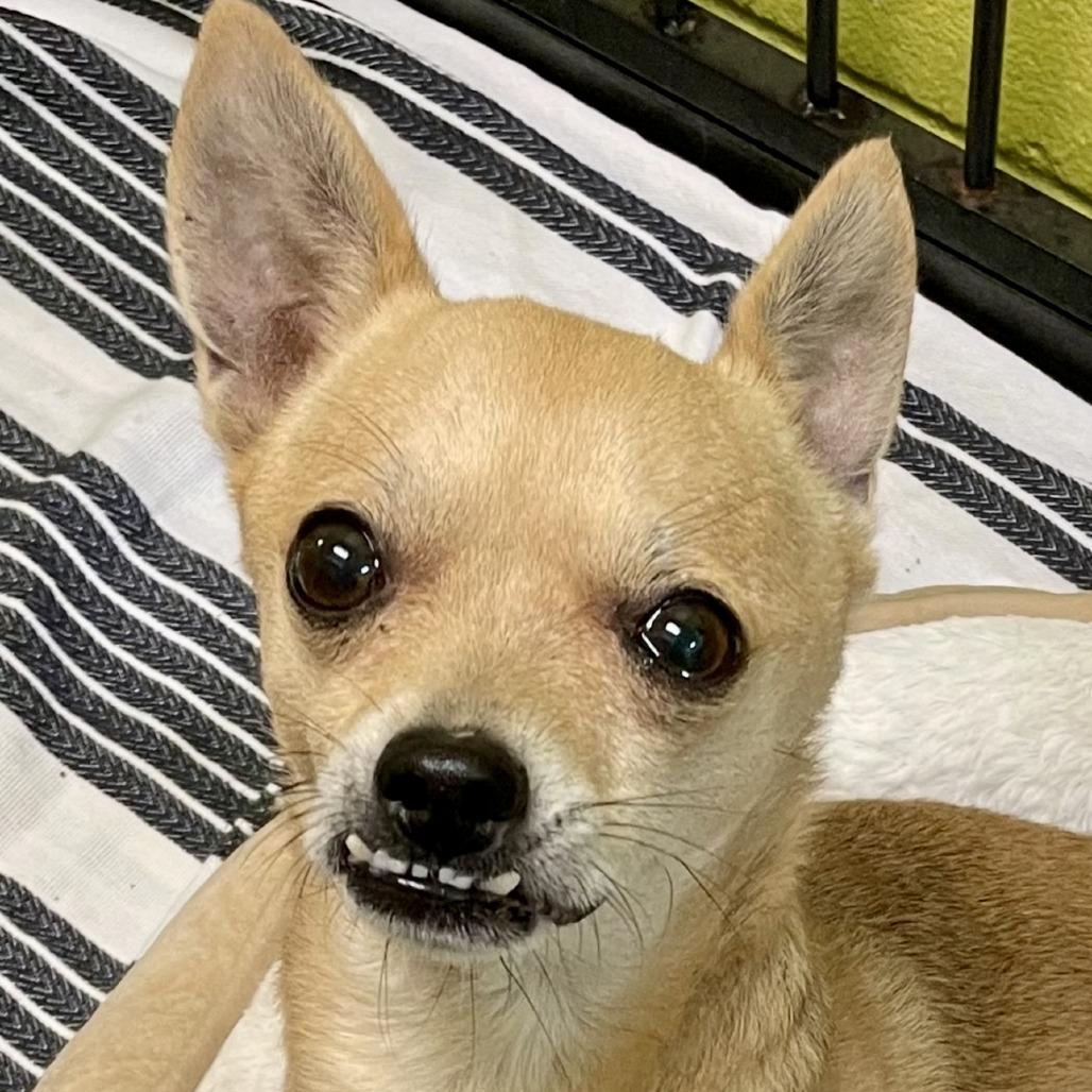 Enlarge Rico 08-2824, a Adoptable mixed breed in Tyrone, GA image 5/6