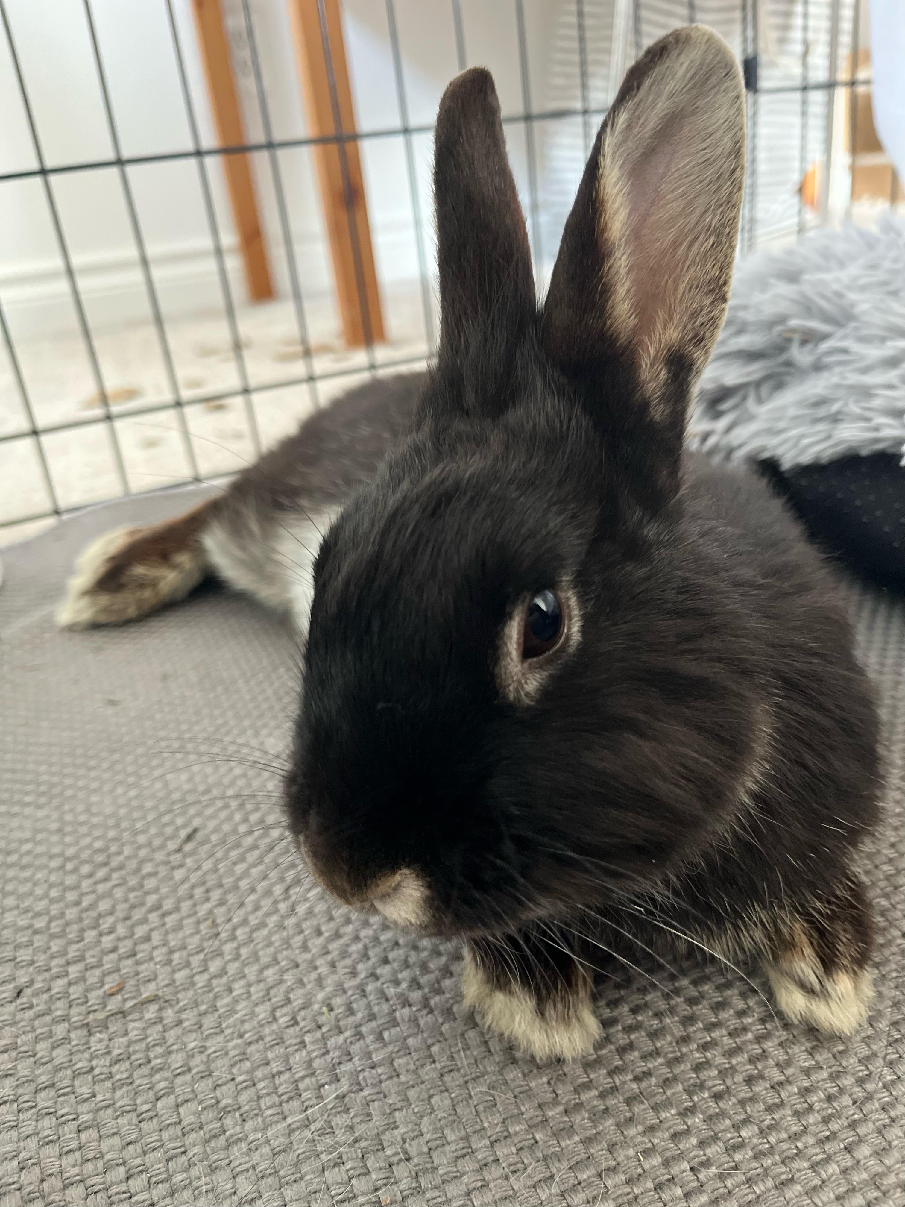 Clover, a Adoptable Bunny Rabbit in Cambridge, ON image 4/6