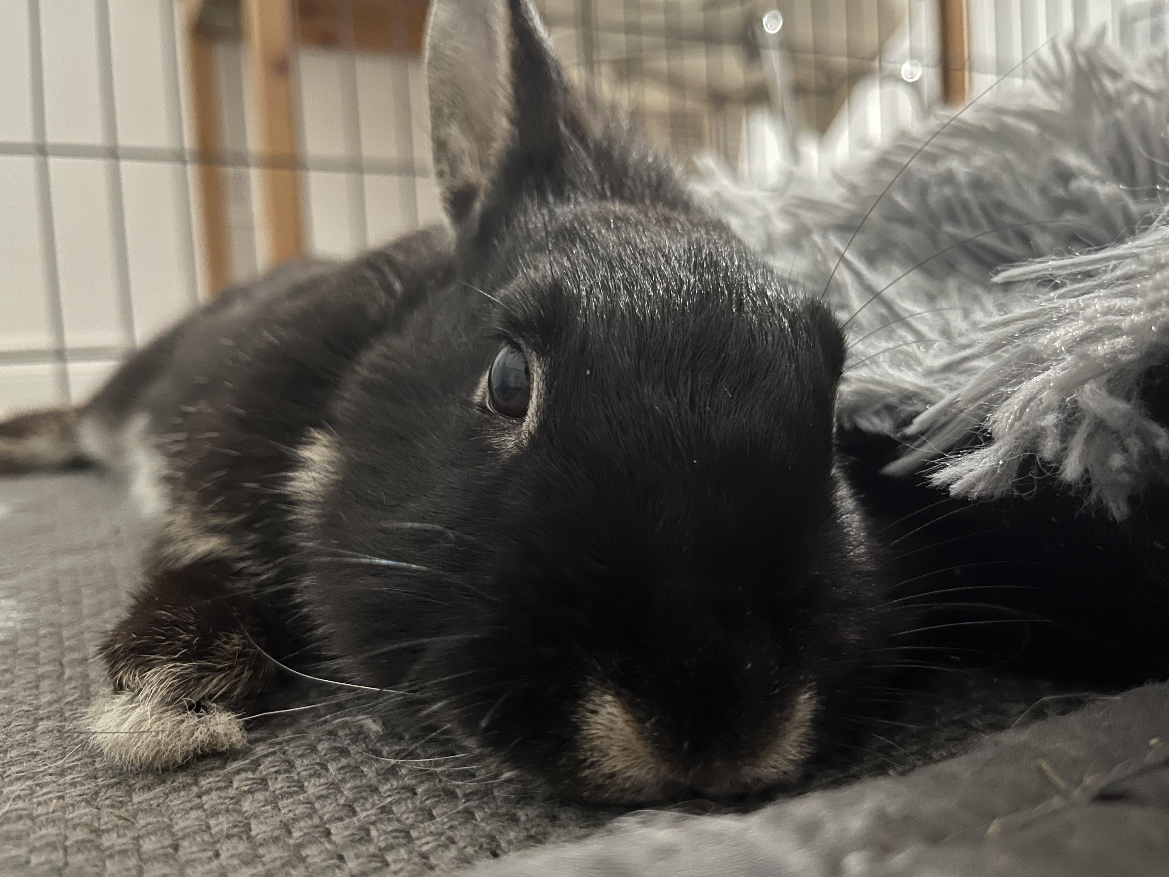 Clover, a Adoptable Bunny Rabbit in Cambridge, ON image 5/6
