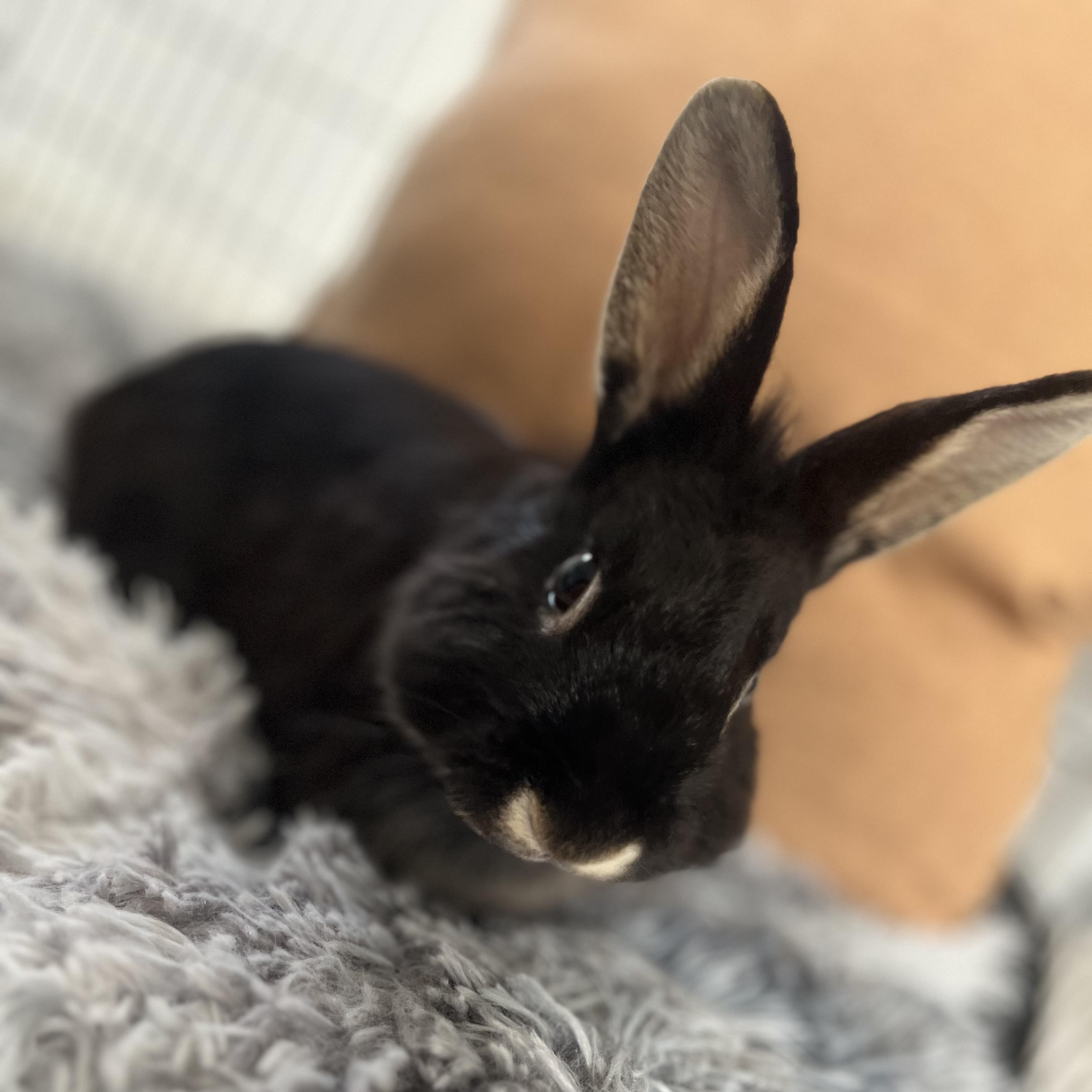 Clover, a Adoptable Bunny Rabbit in Cambridge, ON image 3/6