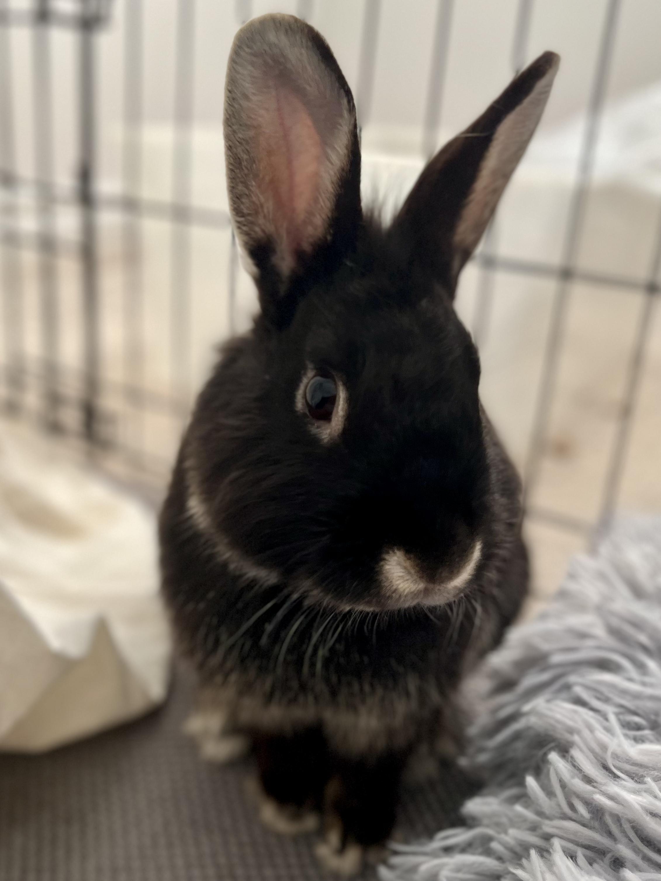 Clover, a Adoptable Bunny Rabbit in Cambridge, ON image 2/6