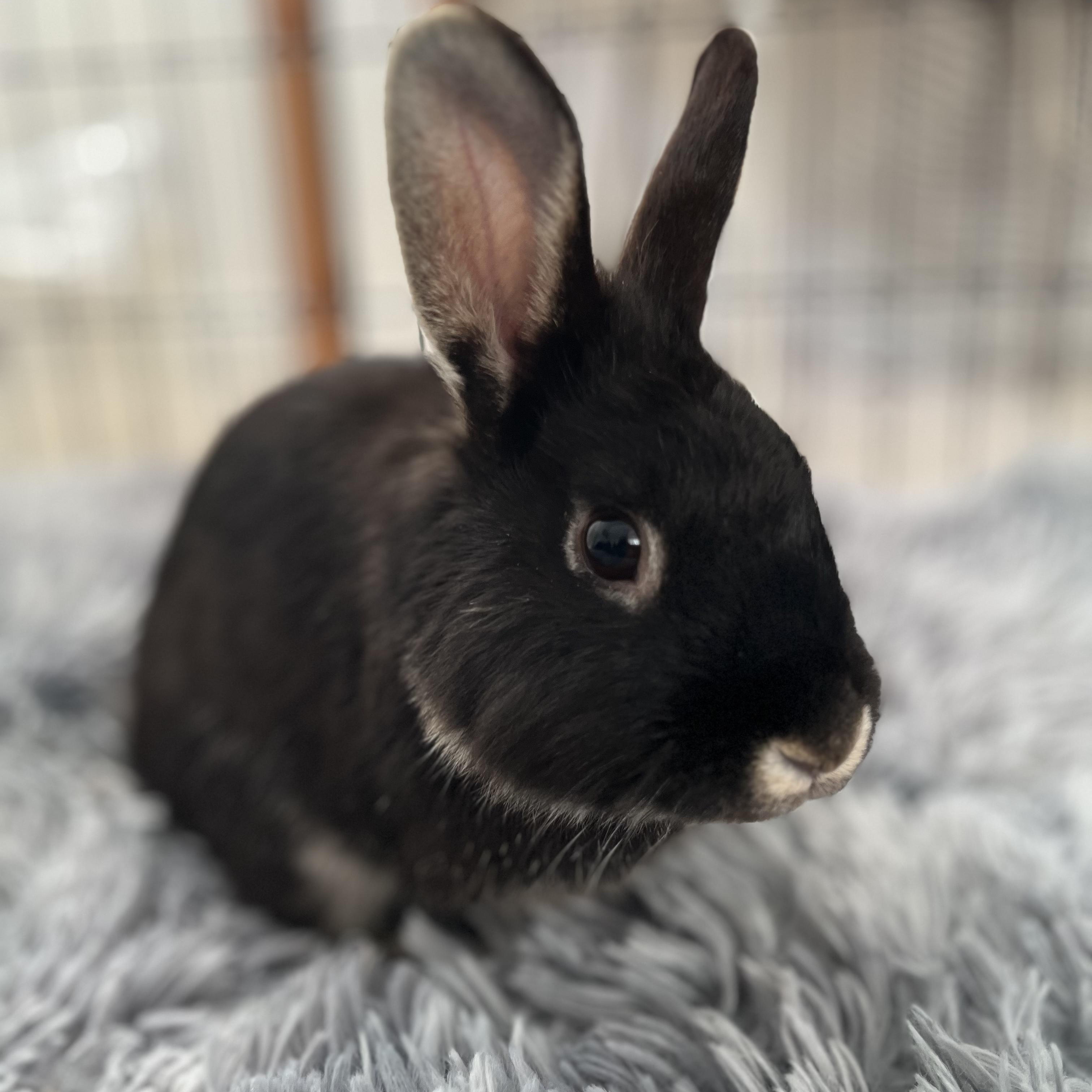 Clover, a Adoptable Bunny Rabbit in Cambridge, ON image 1/6