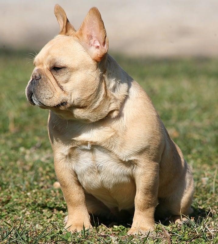 Whistler, ADOPTABLE, Young Female French Bulldog.