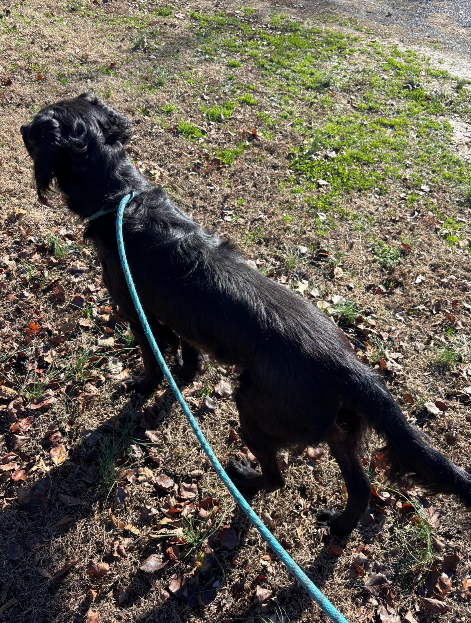 Enlarge Mr. Snipes , an adopted mixed breed in Medfield, MA image 3/3