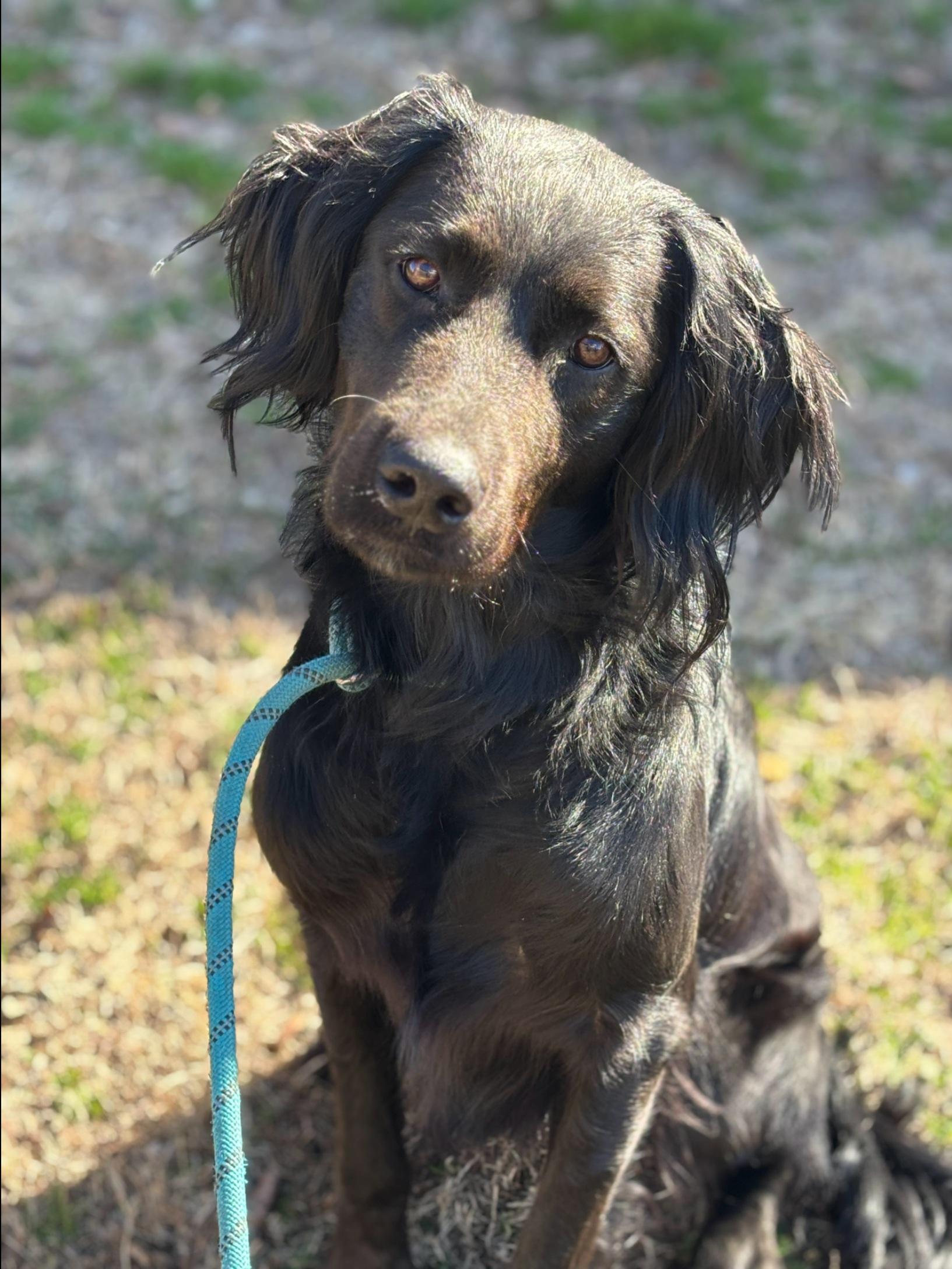 Enlarge Mr. Snipes , an adopted mixed breed in Medfield, MA image 1/3