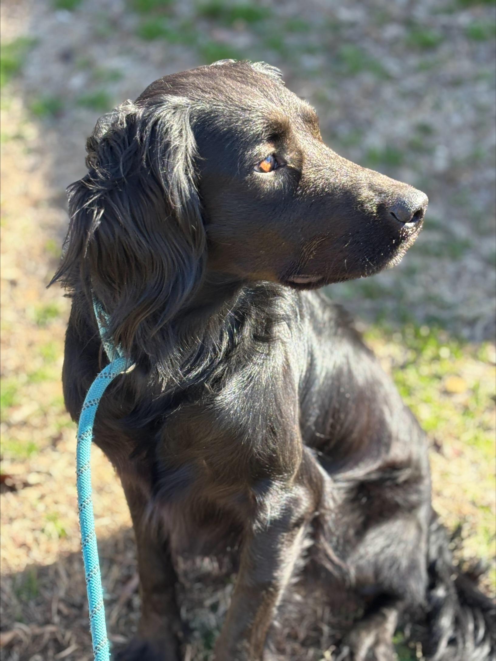 Enlarge Mr. Snipes , an adopted mixed breed in Medfield, MA image 2/3