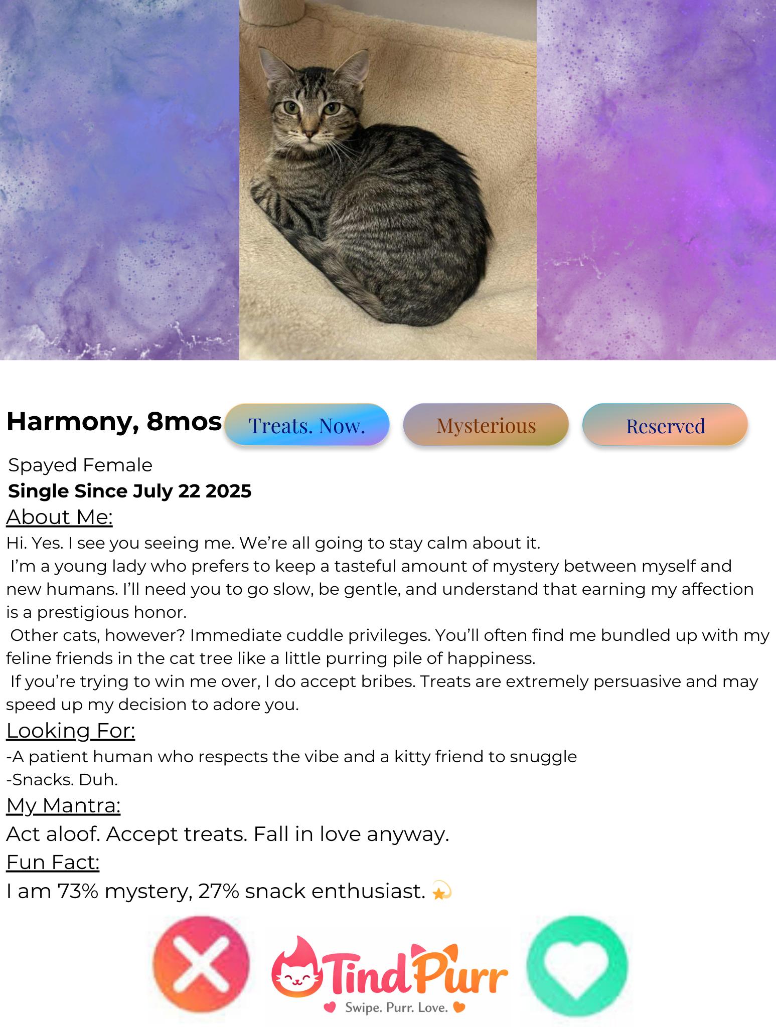 Enlarge Harmony, a Adoptable Domestic Short Hair in Indiana, PA image 2/3