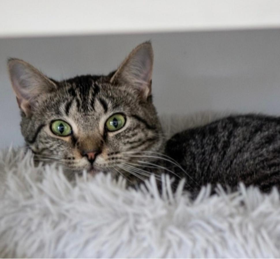 Harmony, an adoptable Domestic Short Hair in Indiana, PA image 1/4