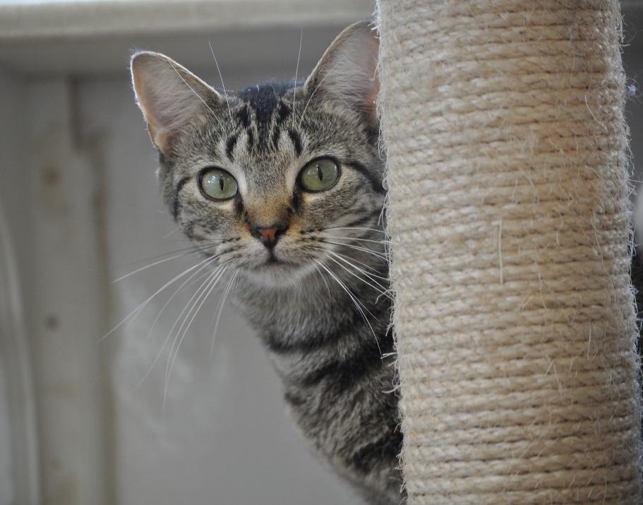Harmony, adoptable, Young Female Domestic Short Hair.