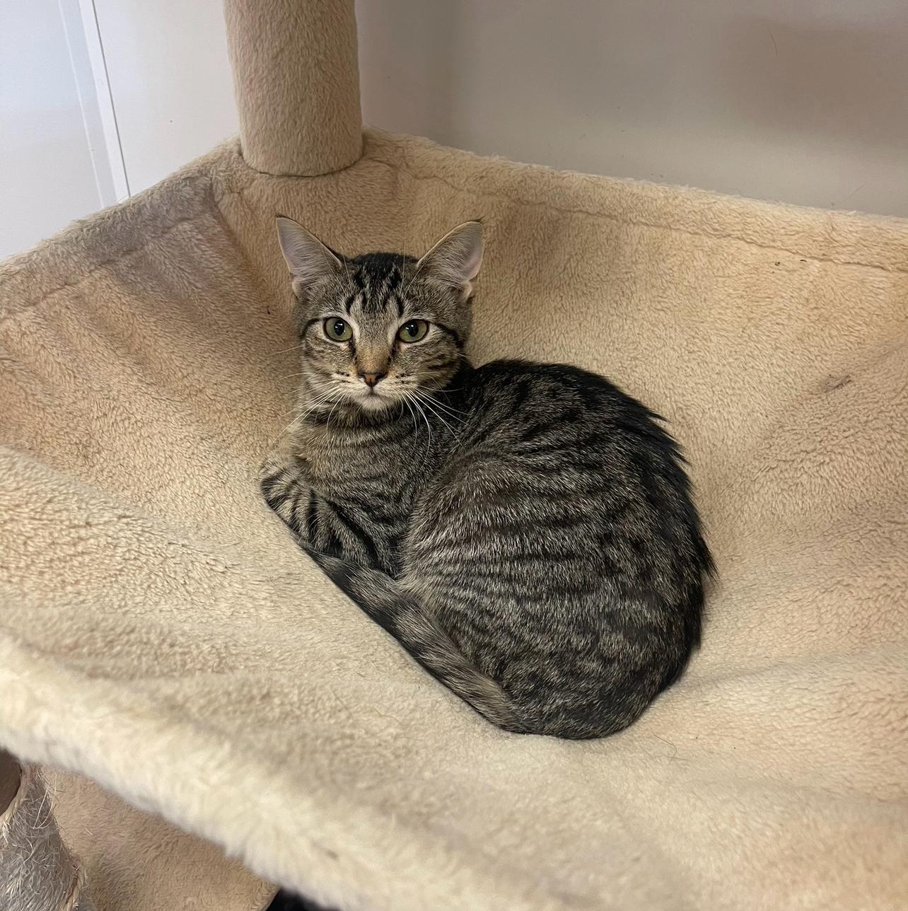 Enlarge Harmony, a Adoptable Domestic Short Hair in Indiana, PA image 3/3