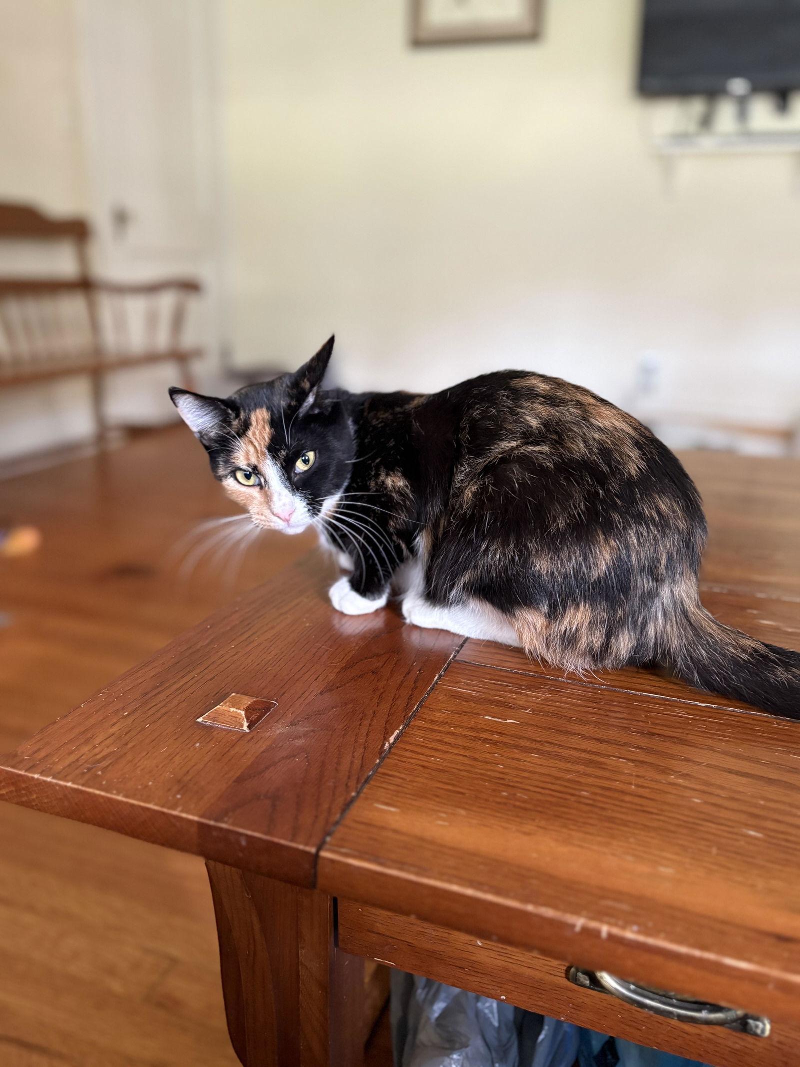 Ginger, Adopted, Young Female Calico.
