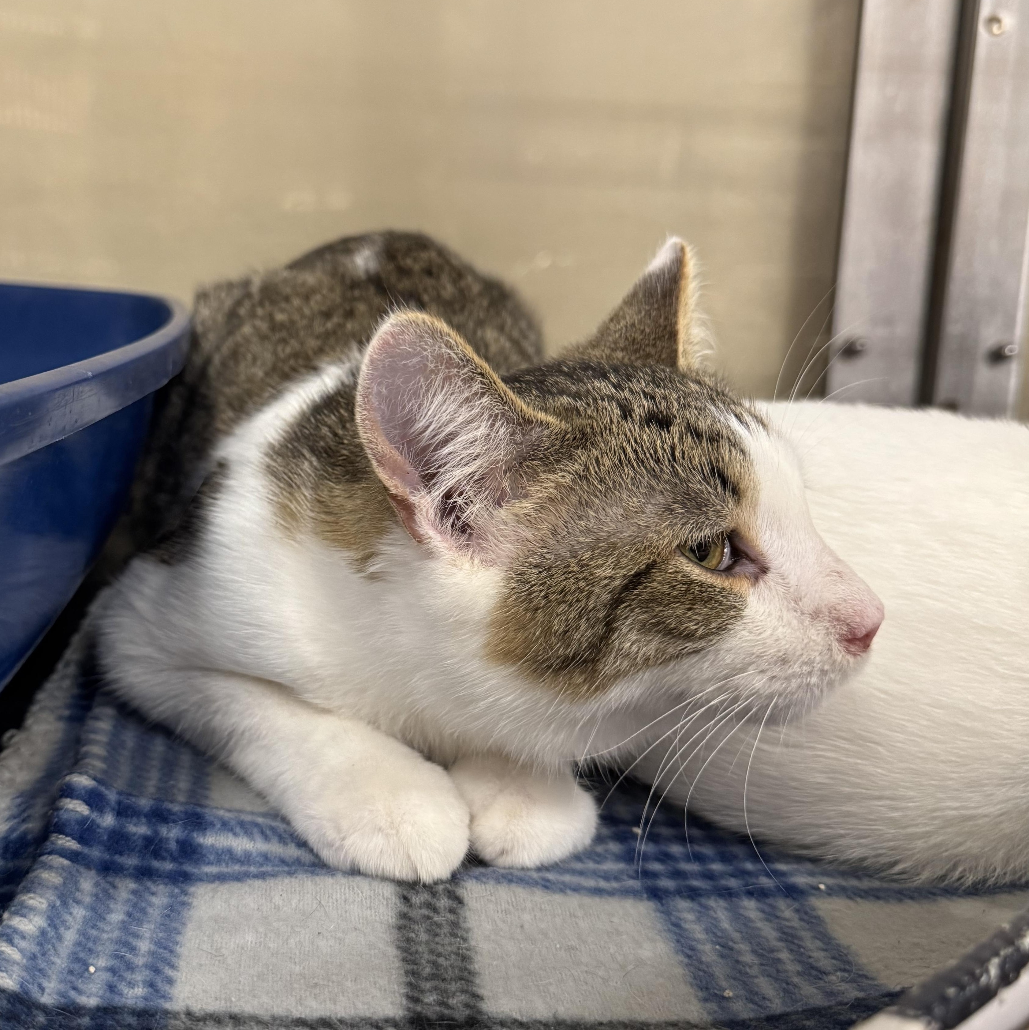 Da Plank, a Adoptable Domestic Short Hair in Gerrardstown, WV image 3/4