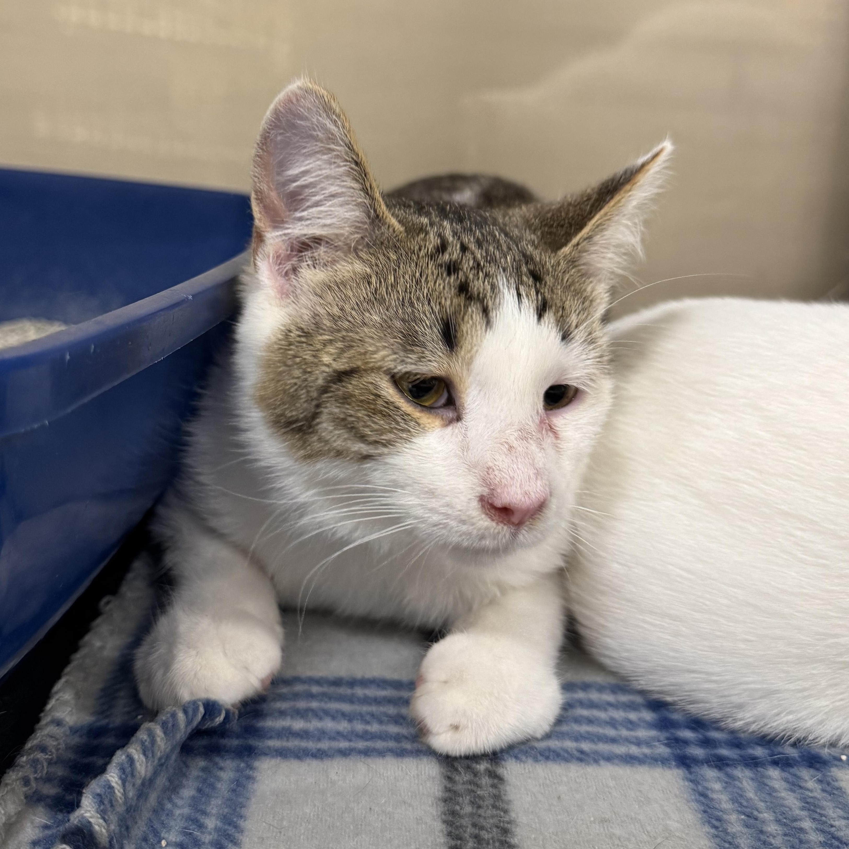 Da Plank, a Adoptable Domestic Short Hair in Gerrardstown, WV image 4/4