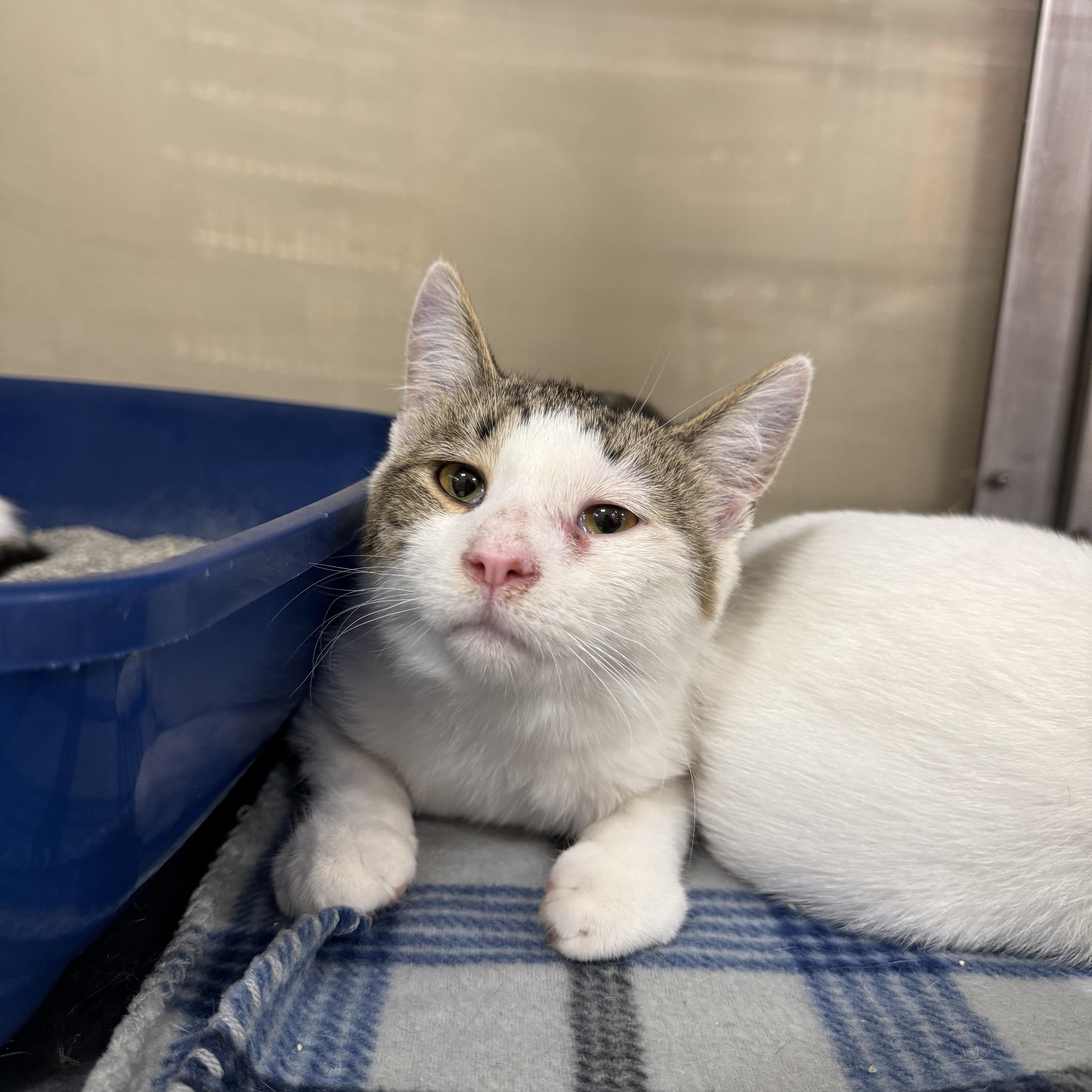 Da Plank, Adoptable, Young Male Domestic Short Hair.