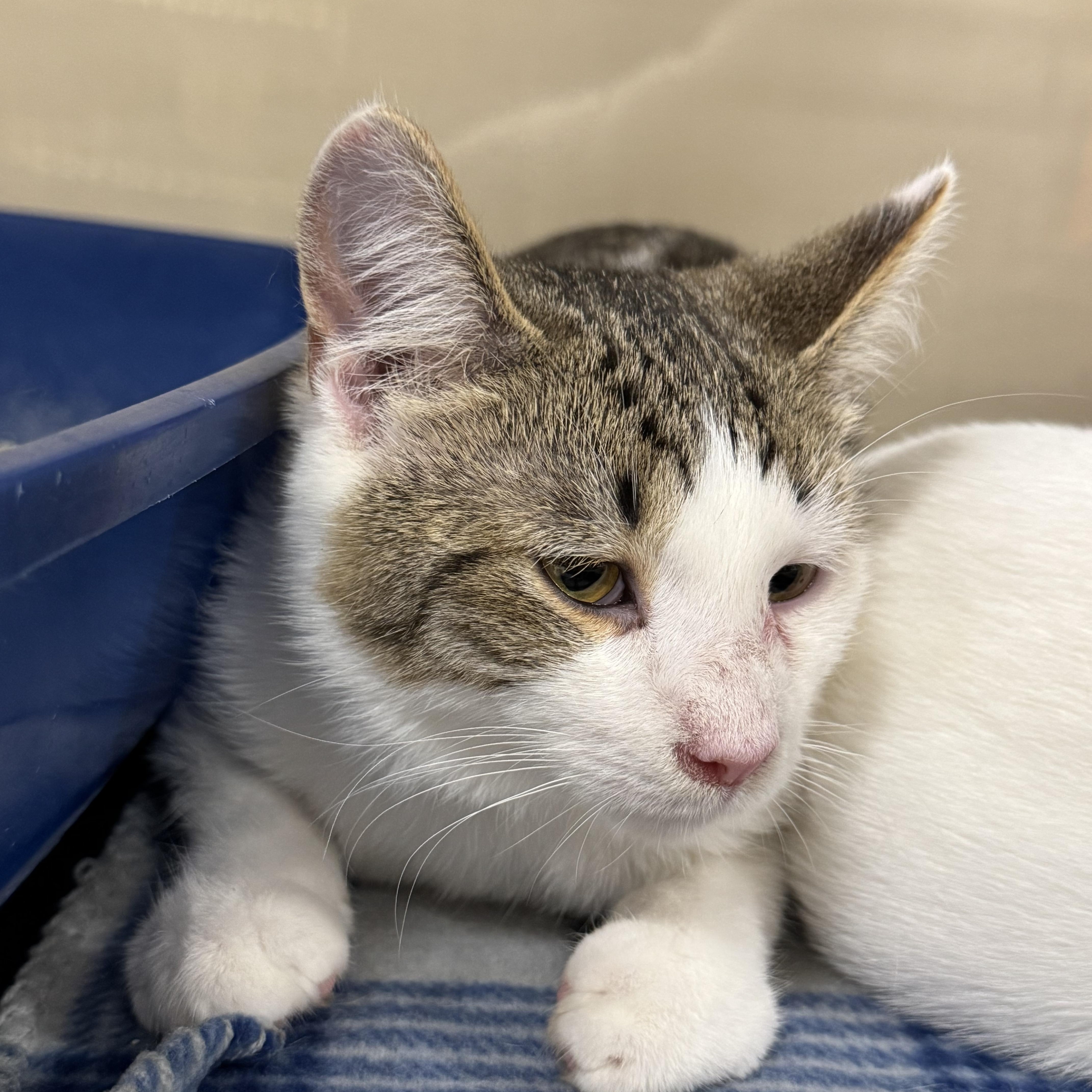 Da Plank, Adoptable, Young Male Domestic Short Hair.