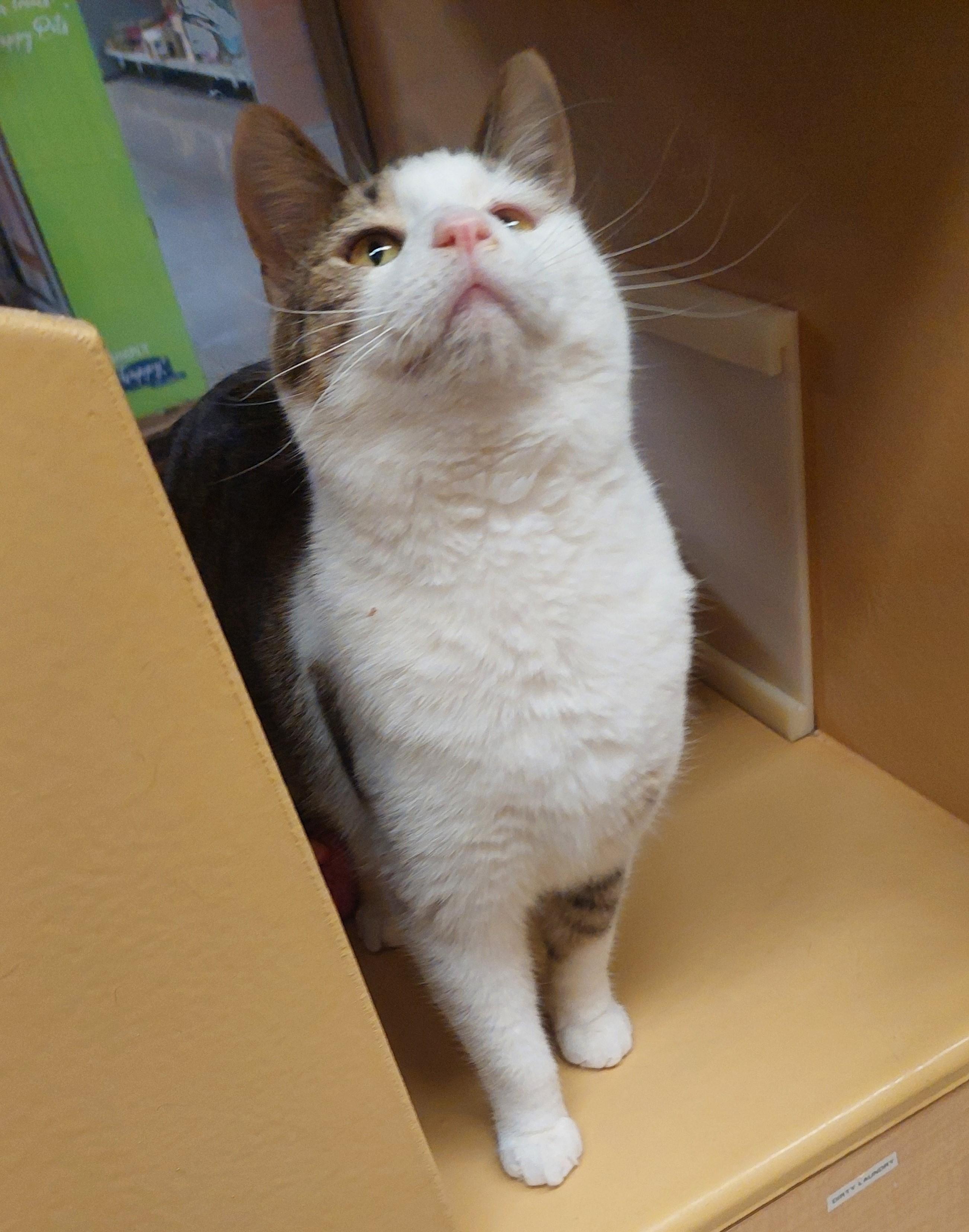 Da Plank, Adoptable, Young Male Domestic Short Hair.