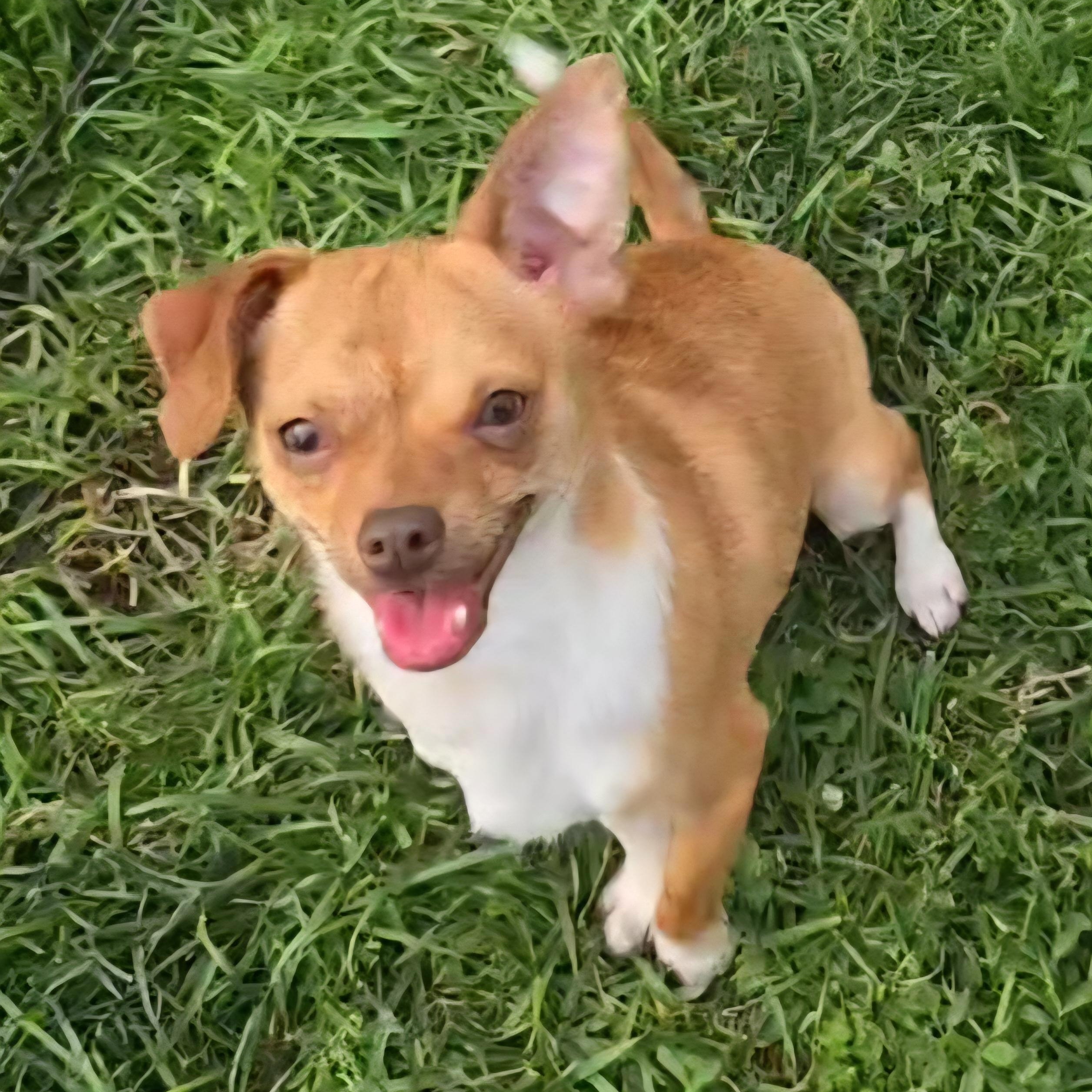 Tajin, a ADOPTABLE mixed breed in Normal, IL image 2/6