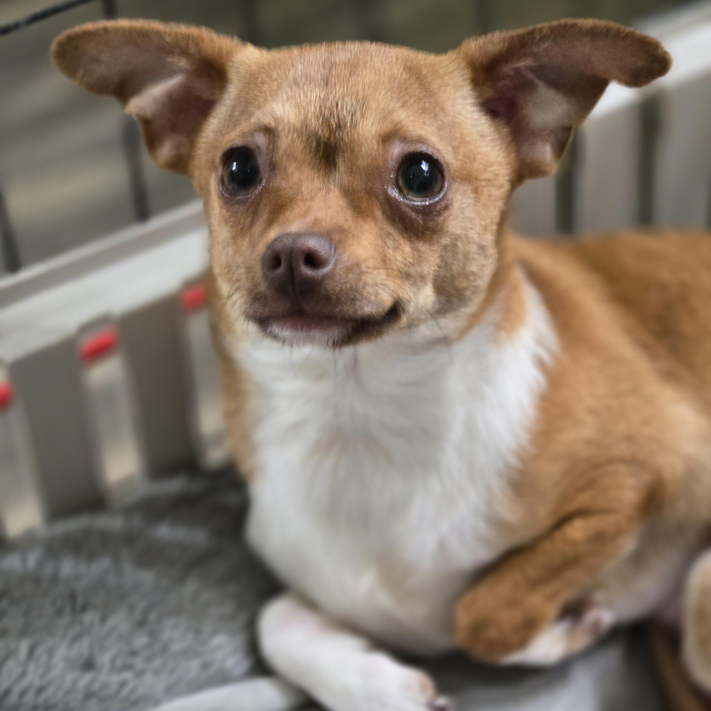 Tajin, a ADOPTABLE mixed breed in Normal, IL image 3/6