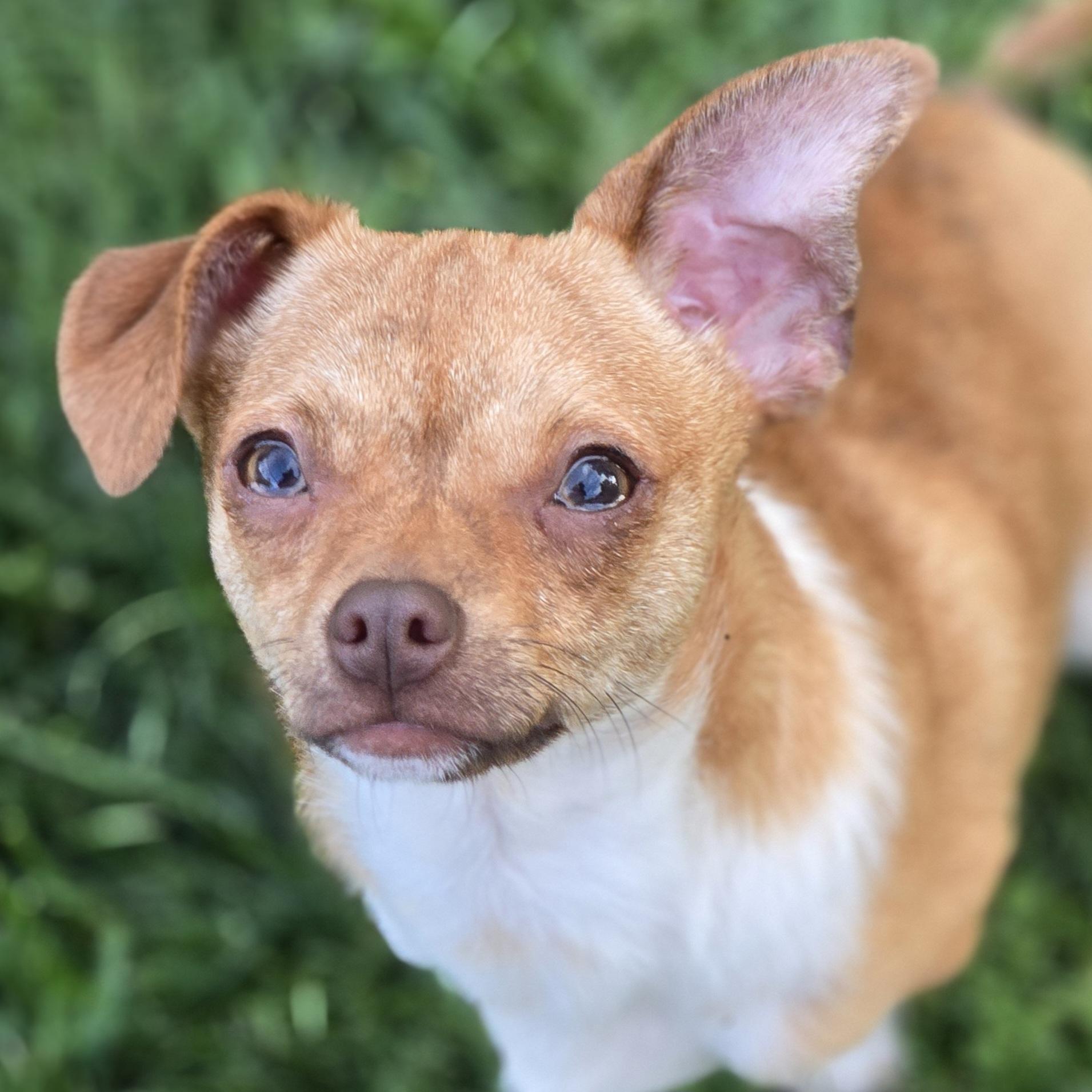 Tajin, ADOPTABLE, Young Male Chihuahua & Mixed Breed.