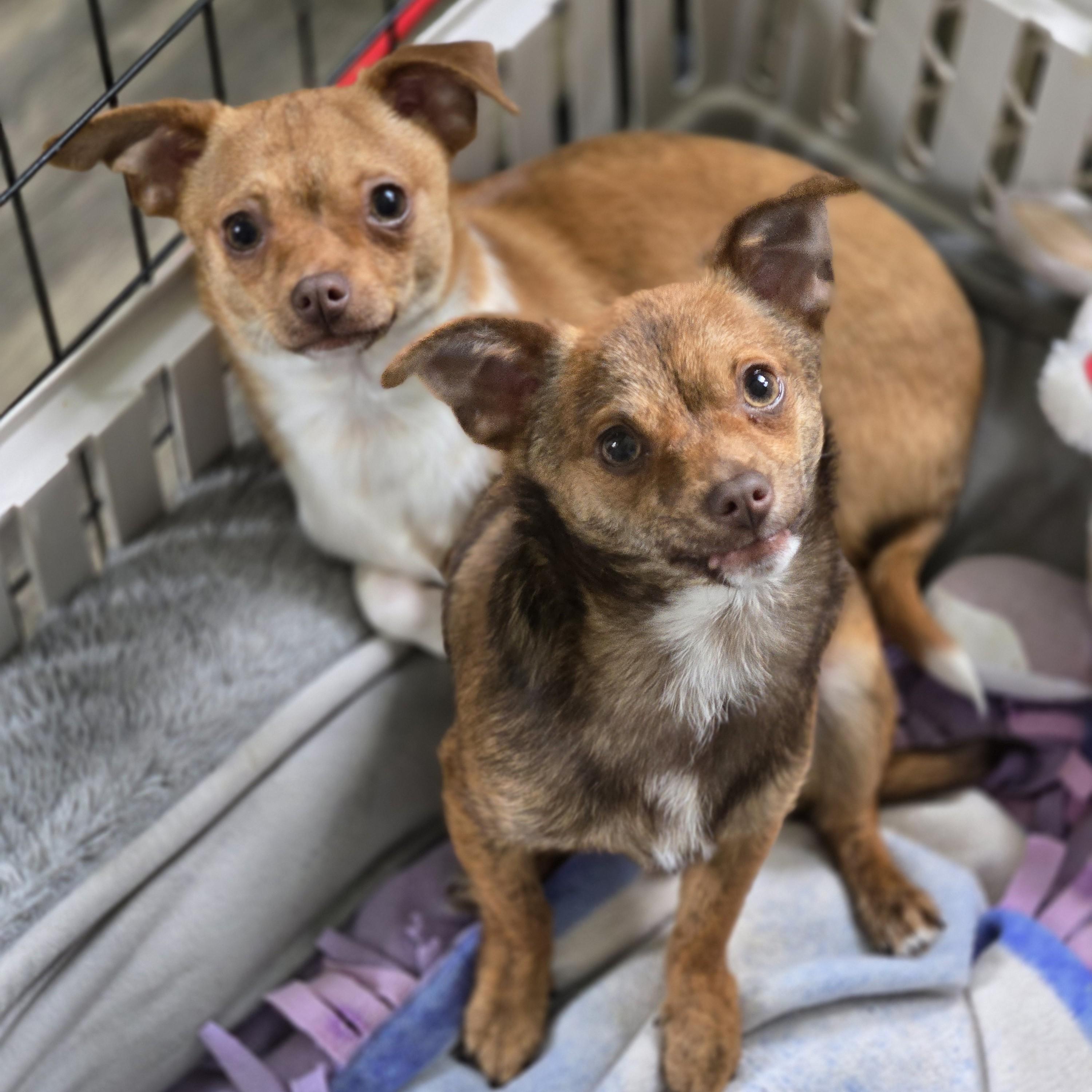 Tajin, a ADOPTABLE mixed breed in Normal, IL image 5/6
