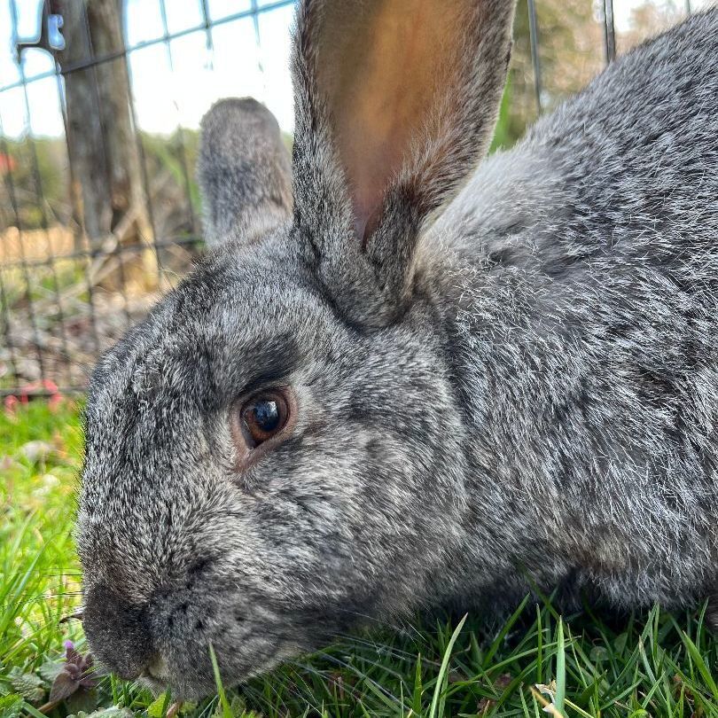 Peter Rabbit, Adopted, Young Male American.