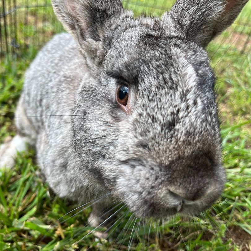 Enlarge Peter Rabbit, a Adopted American in scottsville, VA image 2/7
