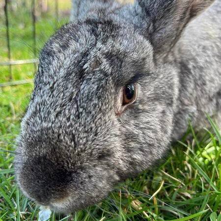Enlarge Peter Rabbit, a Adopted American in scottsville, VA image 3/7