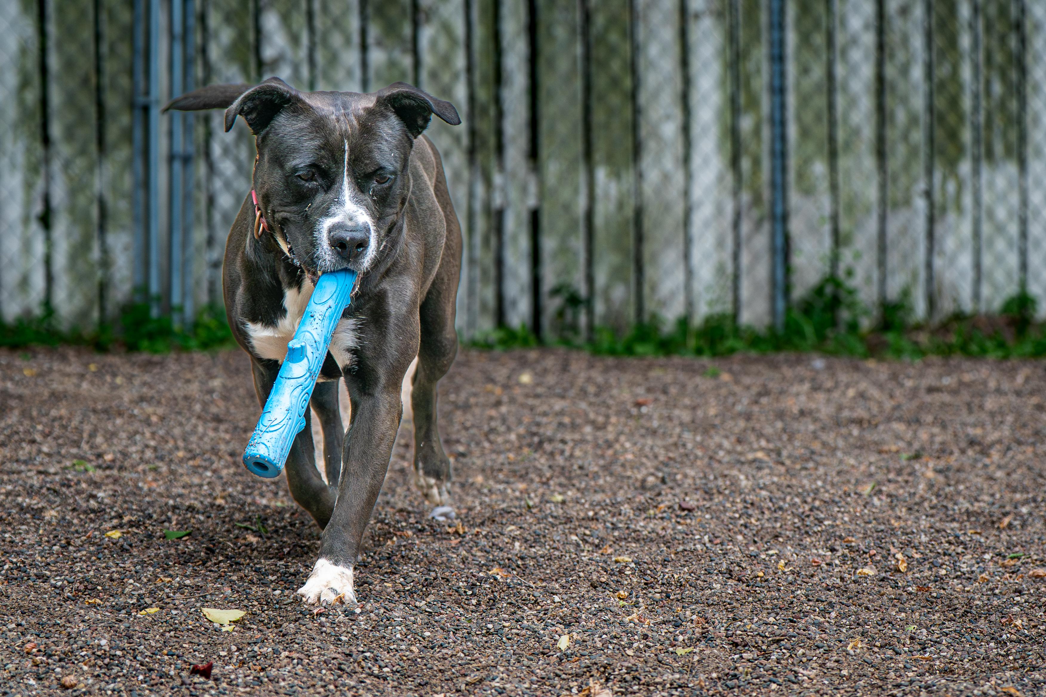 Destiny, a Adoptable mixed breed in Red Wing, MN image 4/6