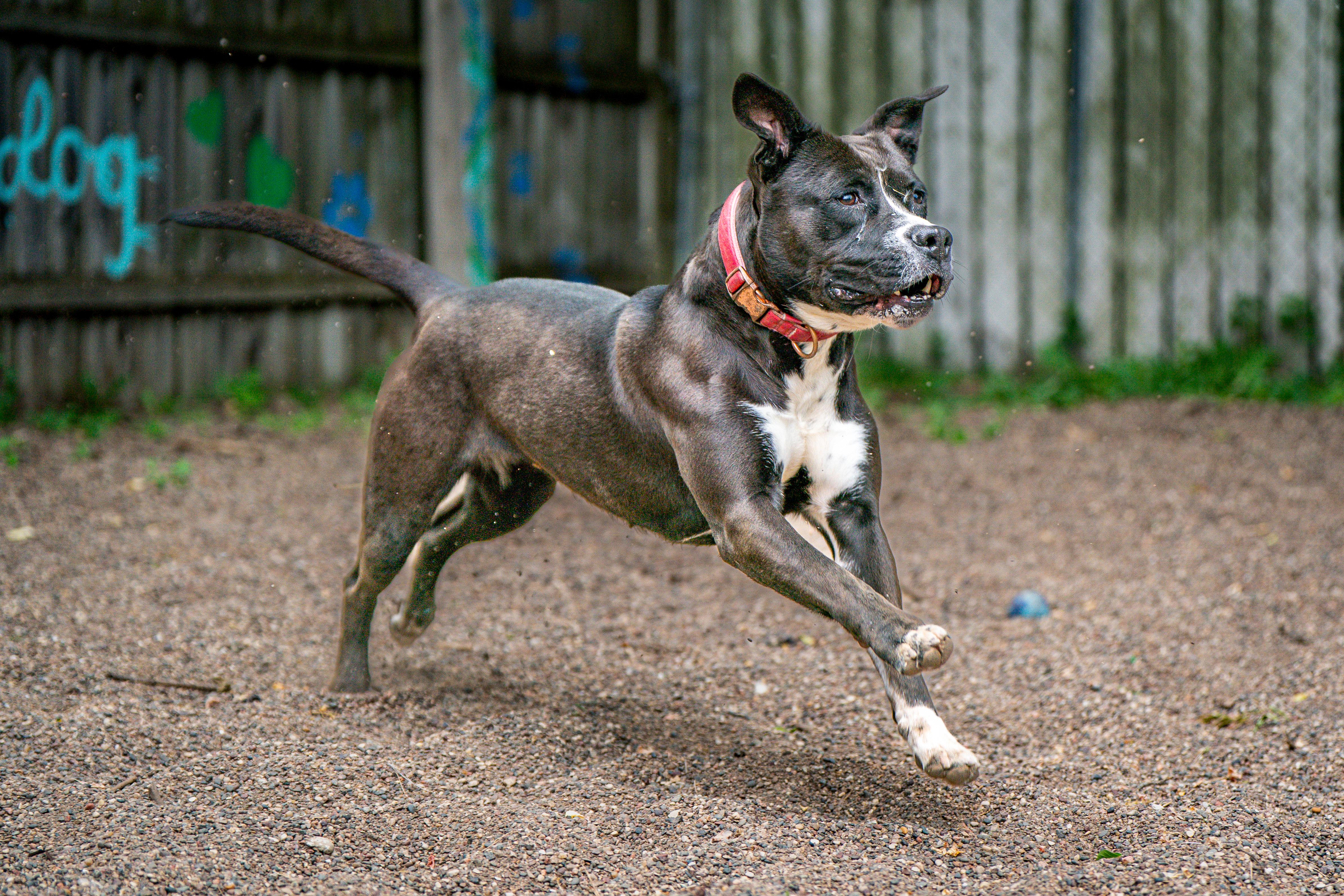Destiny, a Adoptable mixed breed in Red Wing, MN image 2/6