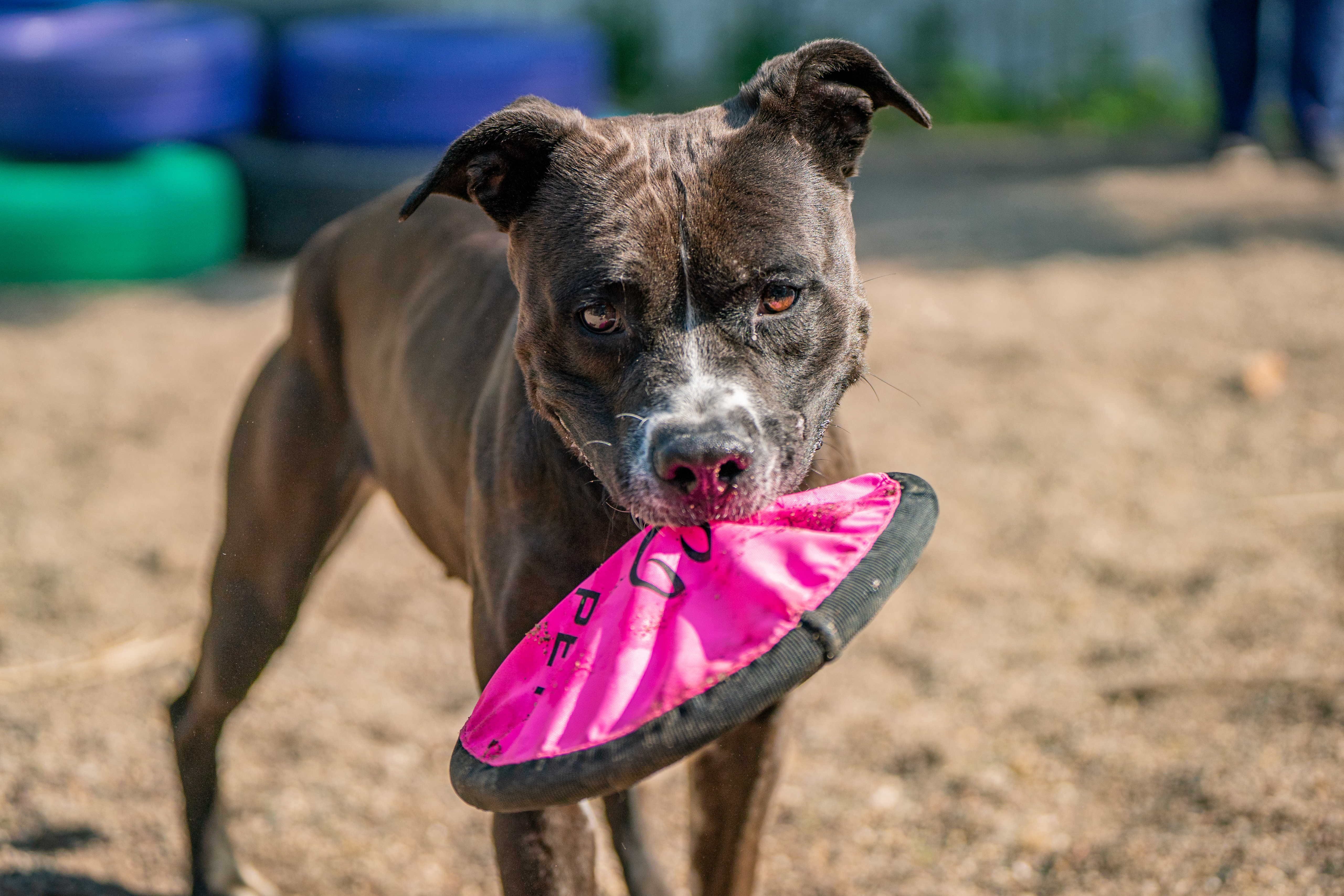 Destiny, Adoptable, Young Female American Staffordshire Terrier.