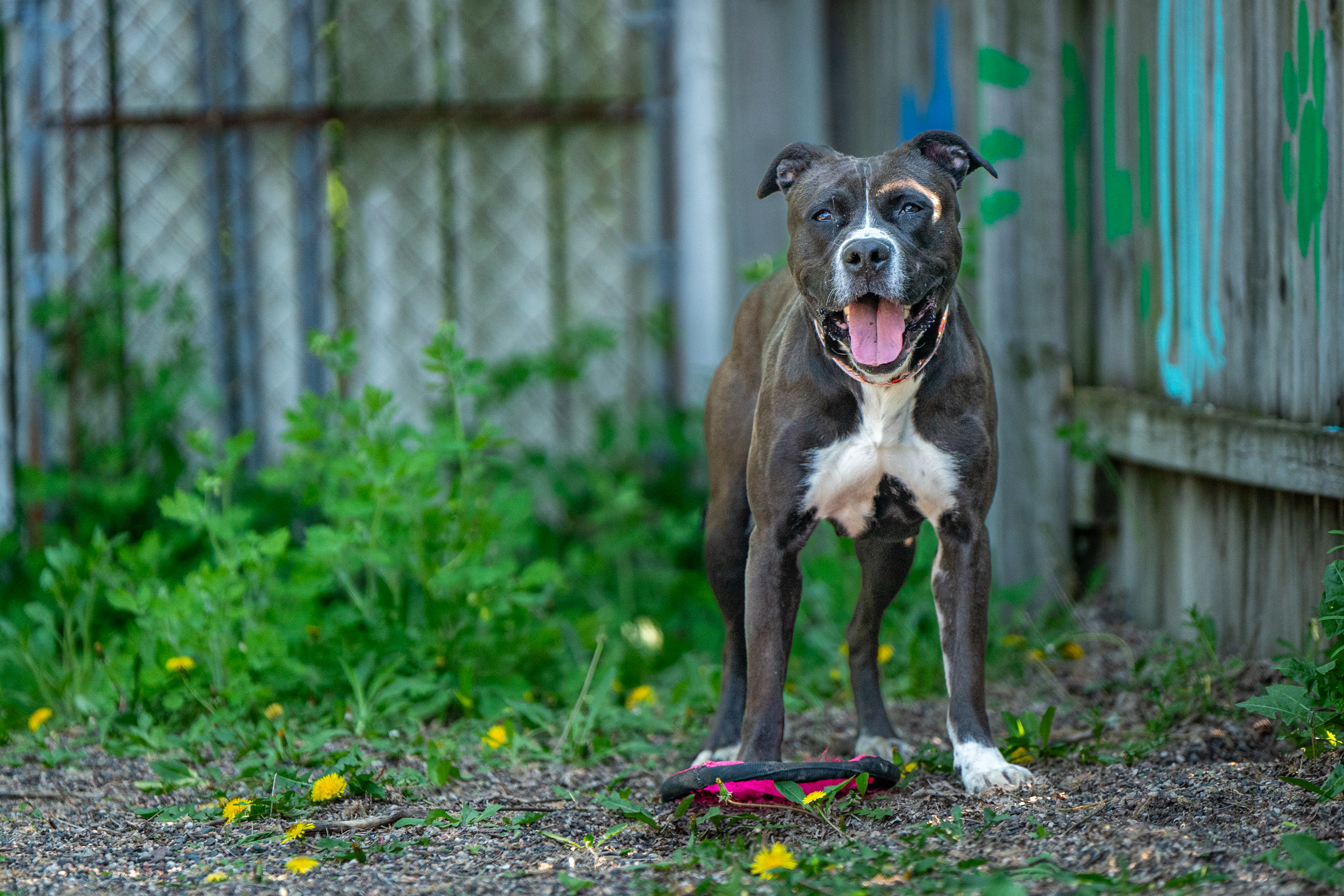 Destiny, Adoptable, Young Female American Bully & Terrier.