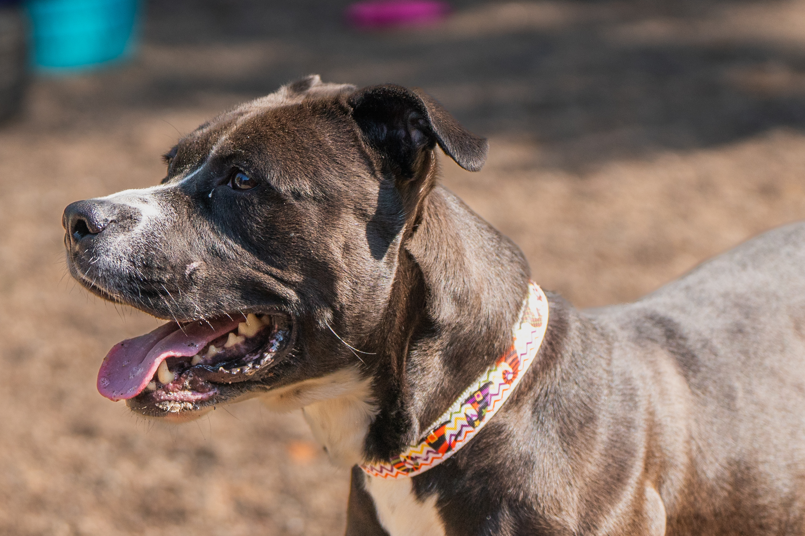 Destiny, a Adoptable American Staffordshire Terrier in Red Wing, MN image 3/5