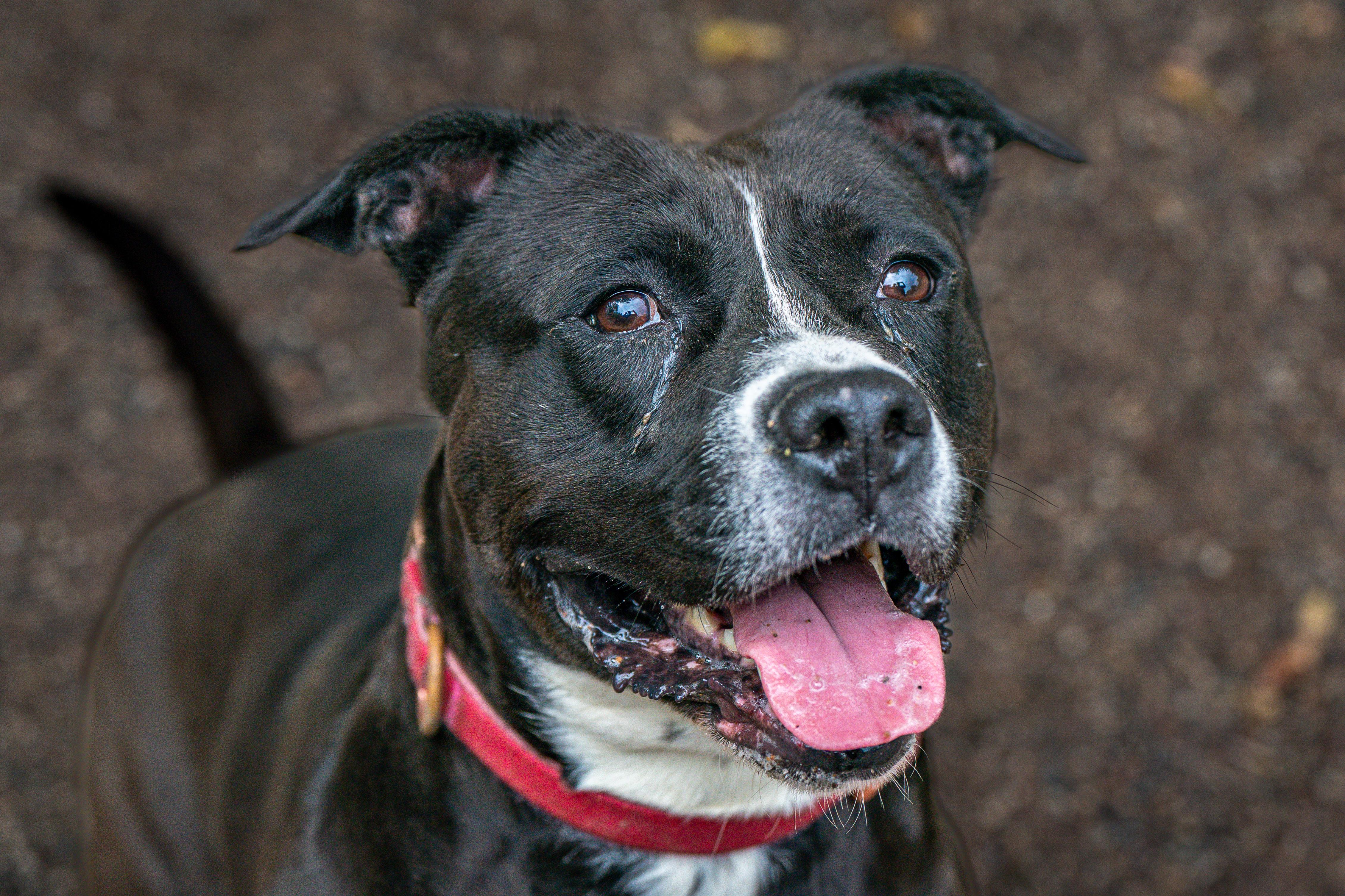 Destiny, a Adoptable mixed breed in Red Wing, MN image 3/6