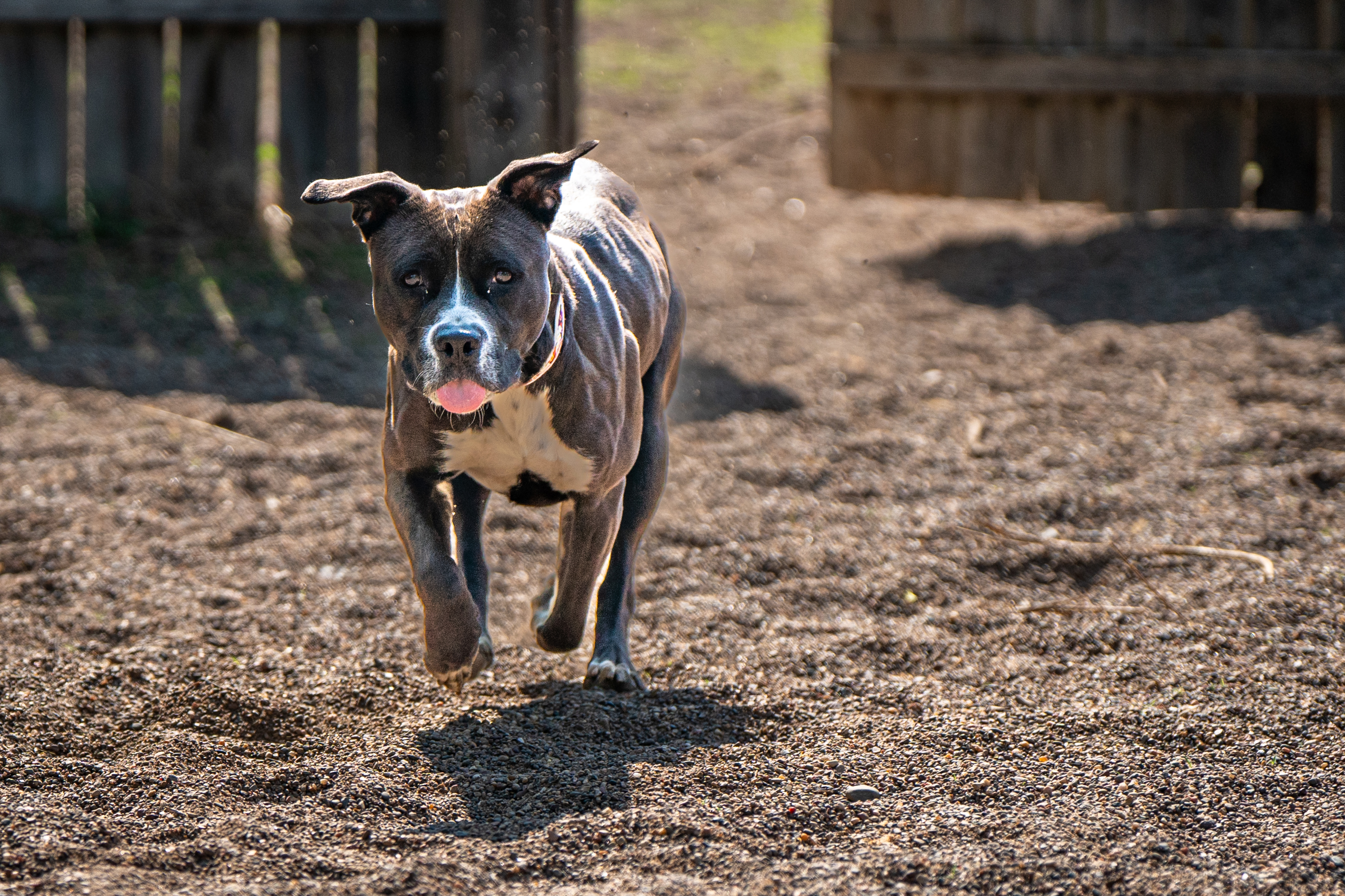 Destiny, a Adoptable American Staffordshire Terrier in Red Wing, MN image 4/5