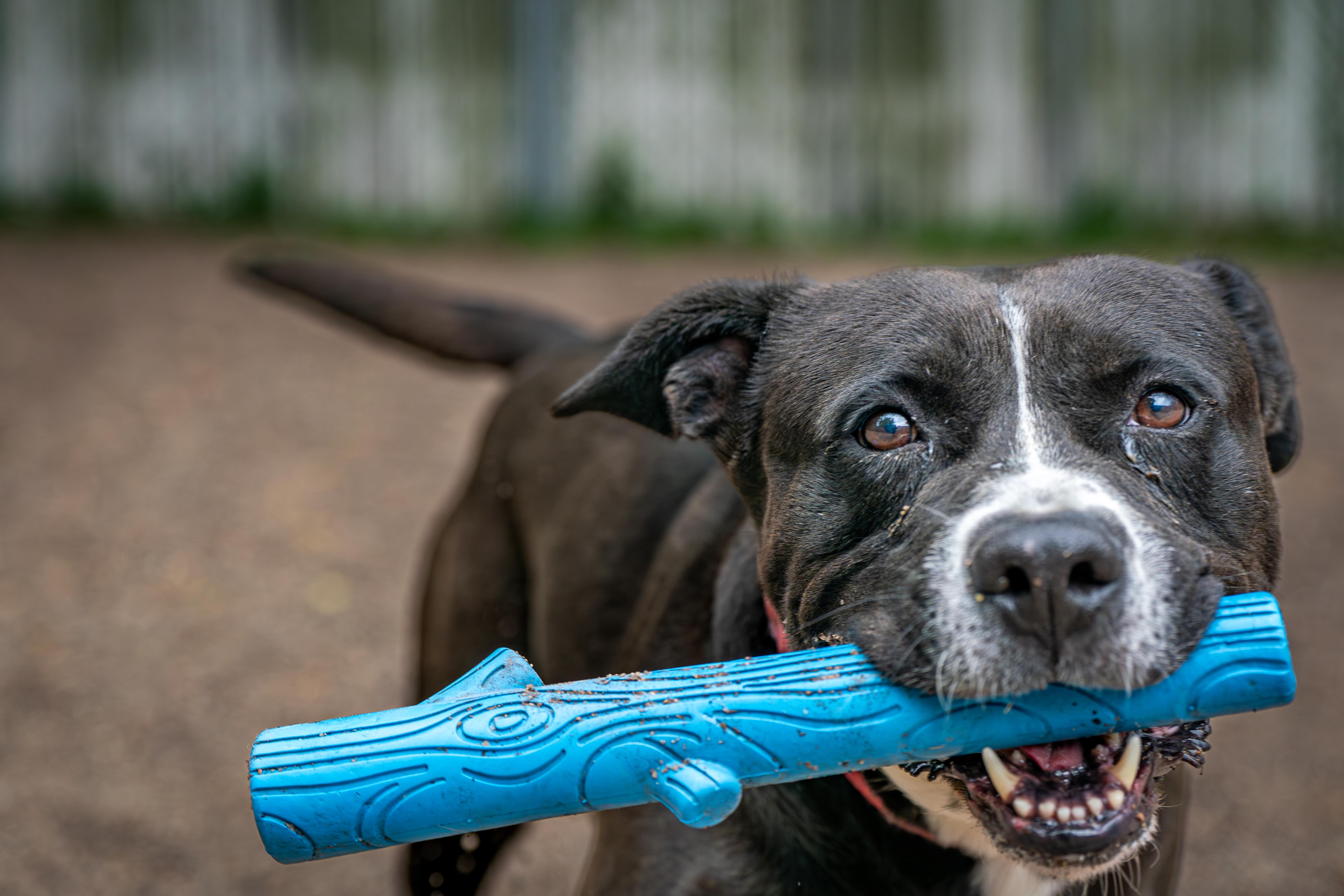 Destiny, Adoptable, Adult Female Pit Bull Terrier & American Bully.