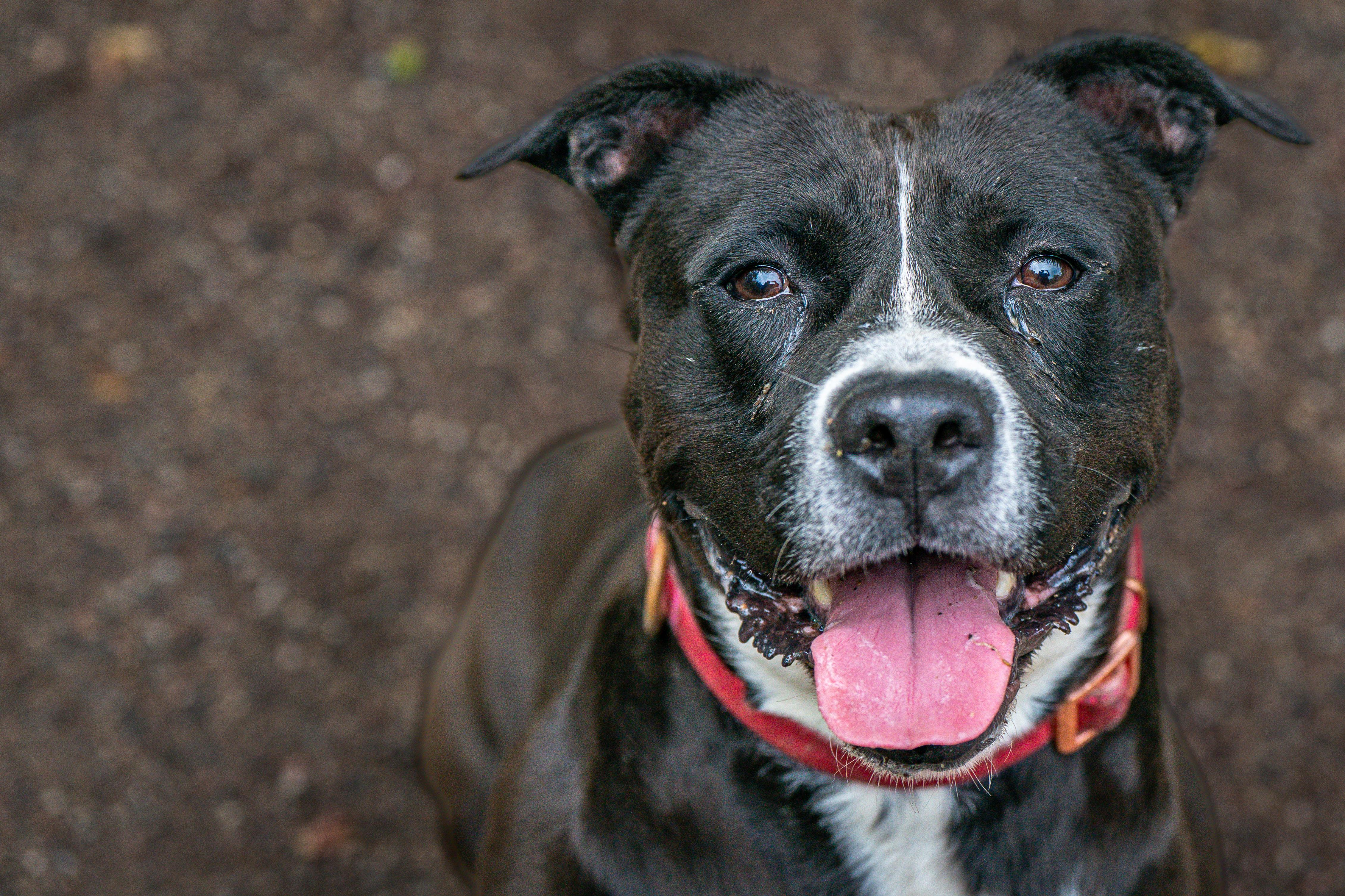 Destiny, a Adoptable mixed breed in Red Wing, MN image 6/6