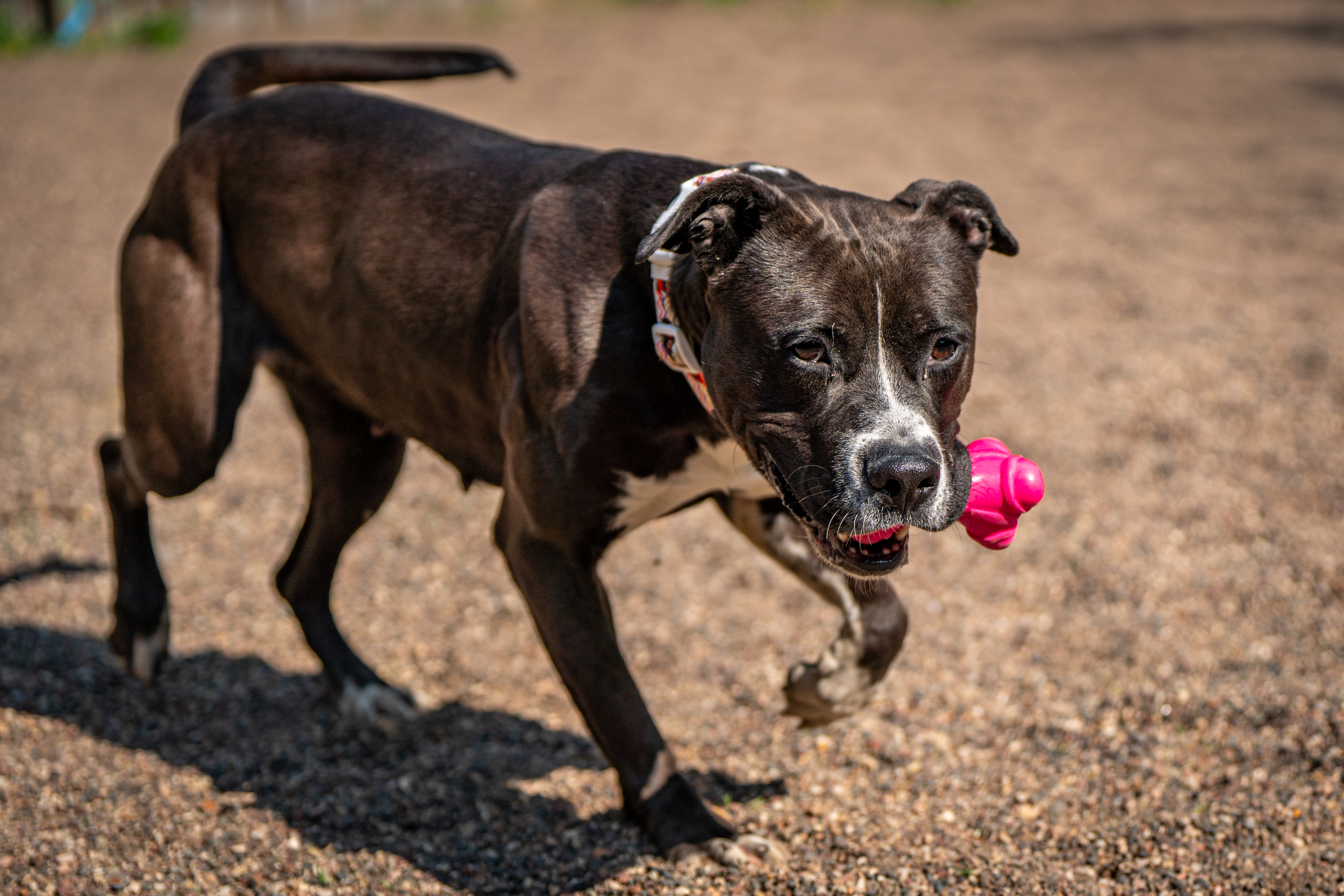 Destiny, a Adoptable American Staffordshire Terrier in Red Wing, MN image 5/5