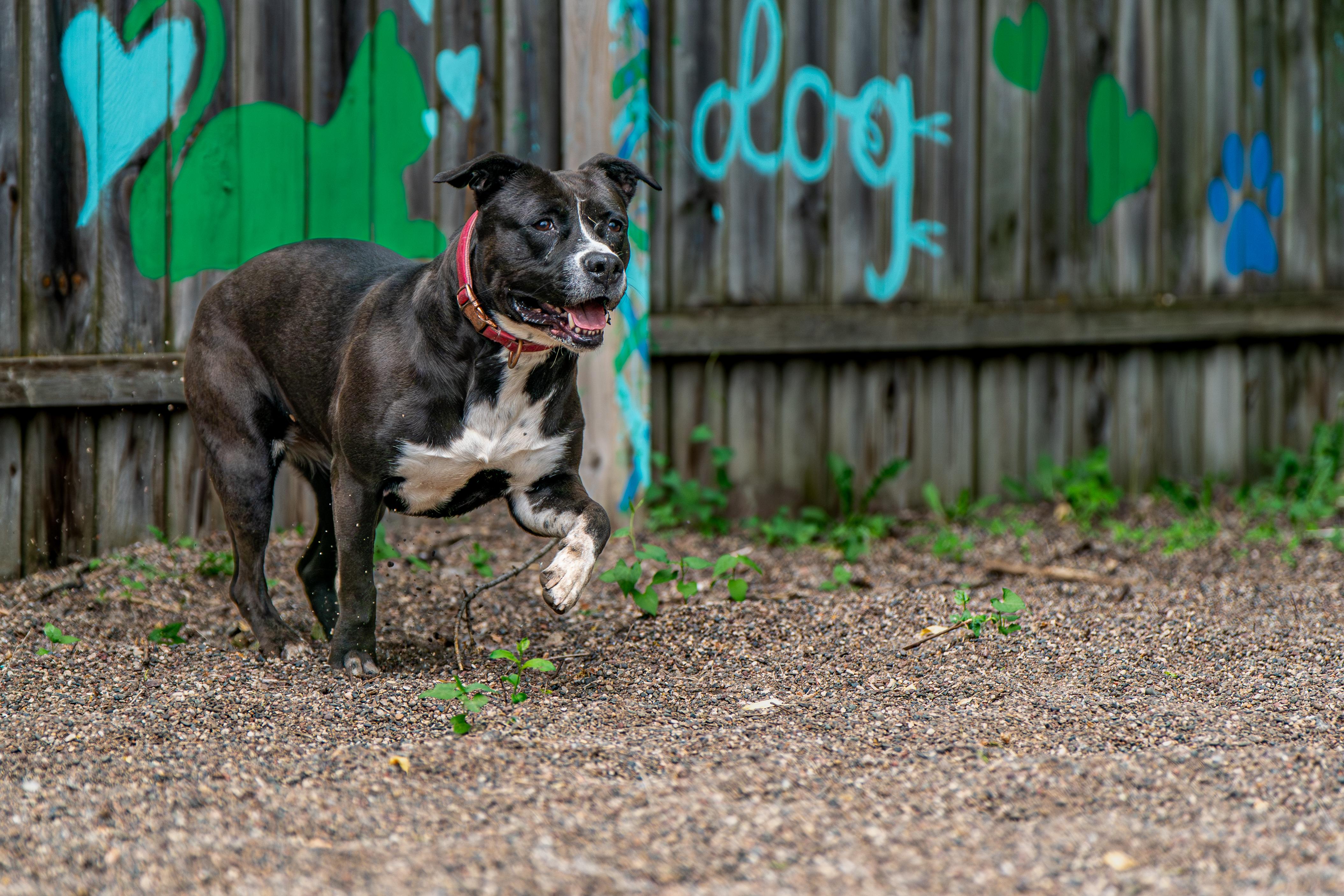 Destiny, a Adoptable mixed breed in Red Wing, MN image 5/6