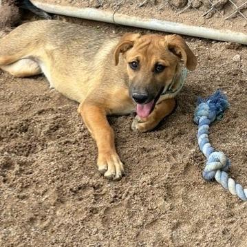 Enlarge Chestnut, a Adoptable mixed breed in Bernalillo, NM image 1/6