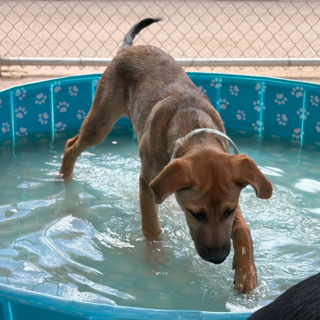 Chestnut, a Adoptable mixed breed in Bernalillo, NM image 1/6