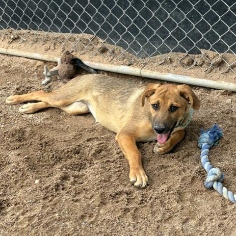 Chestnut, a Adoptable mixed breed in Bernalillo, NM image 2/6
