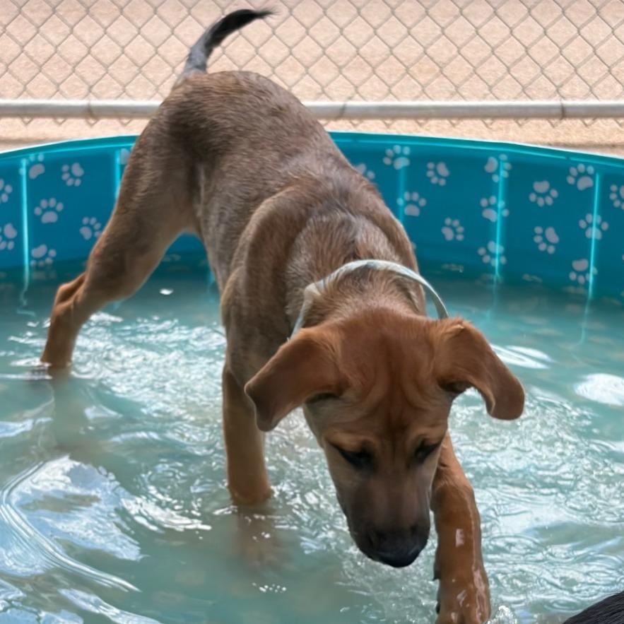 Enlarge Chestnut, a Adoptable mixed breed in Bernalillo, NM image 2/6