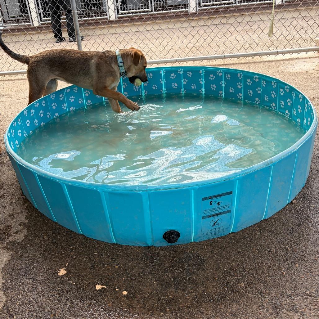 Chestnut, a Adoptable mixed breed in Bernalillo, NM image 4/6