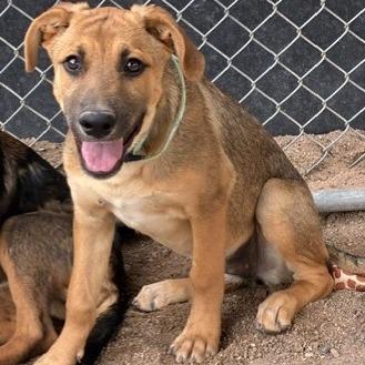 Enlarge Chestnut, a Adoptable mixed breed in Bernalillo, NM image 5/6