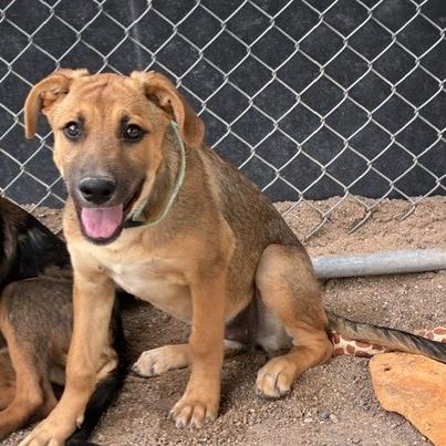 Chestnut, a Adoptable mixed breed in Bernalillo, NM image 5/6