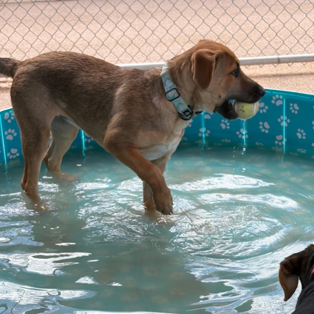 Chestnut, a Adoptable mixed breed in Bernalillo, NM image 6/6
